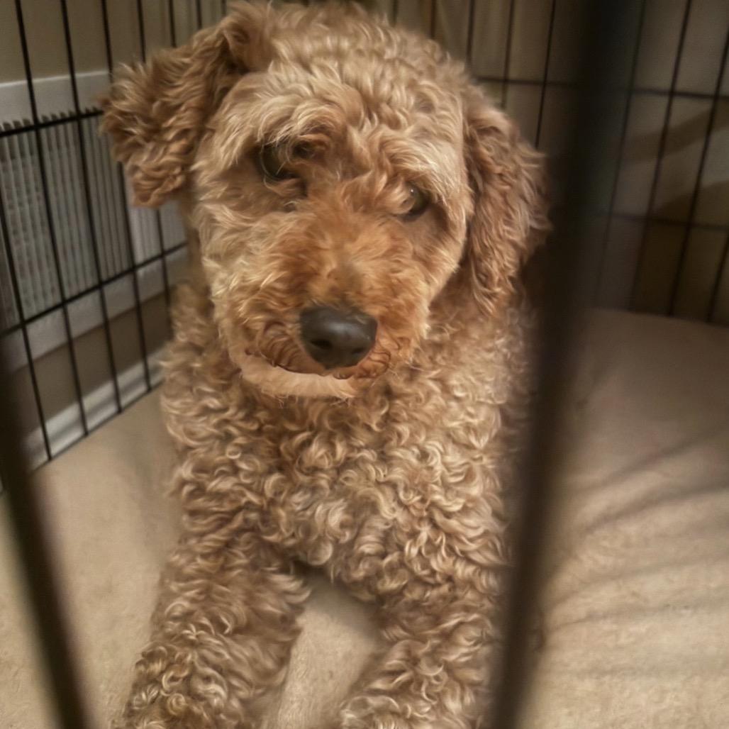 Enlarge Rex, a Adoptable Miniature Poodle in Sinking Spring, PA image 2/5