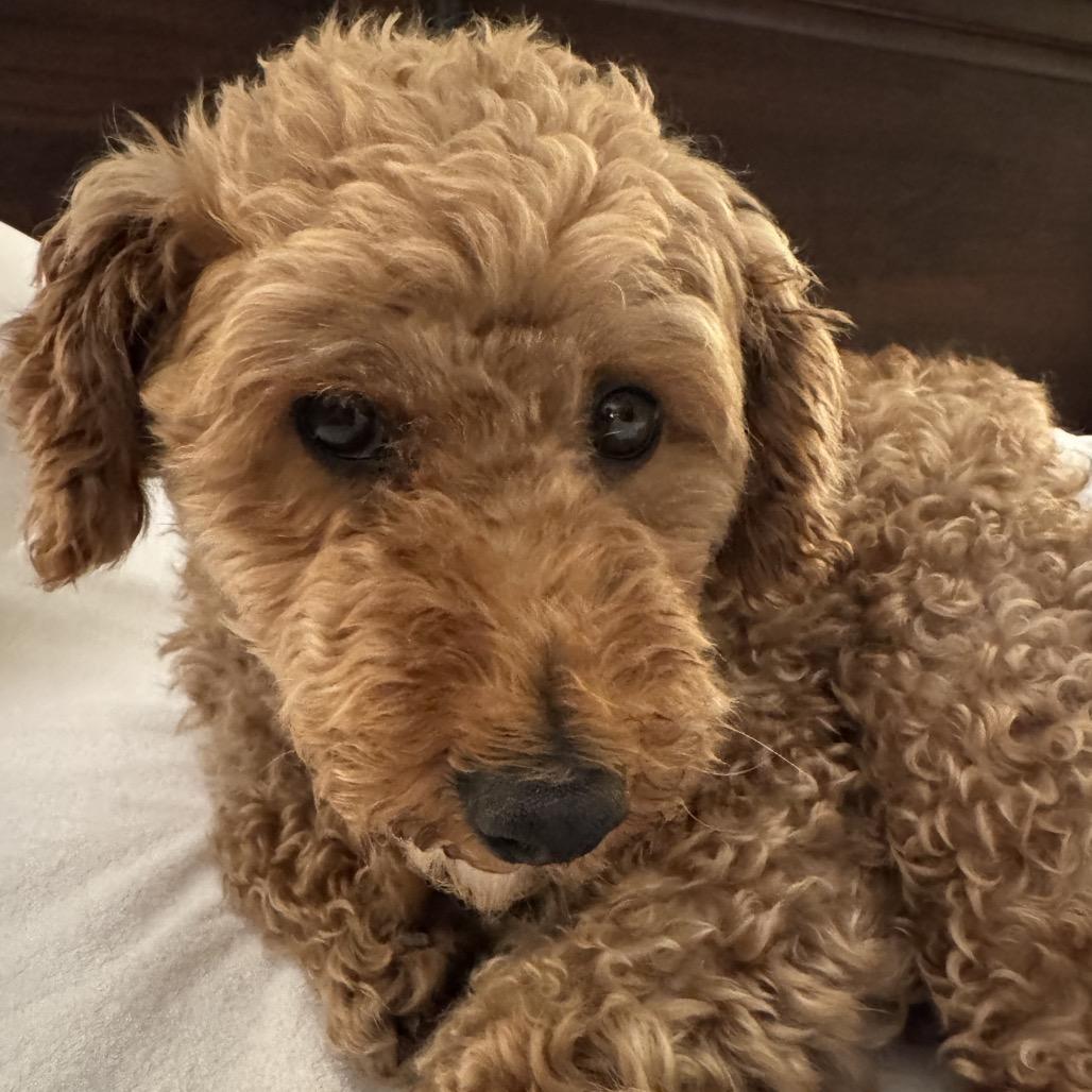 Enlarge Rex, a Adoptable Miniature Poodle in Sinking Spring, PA image 3/5