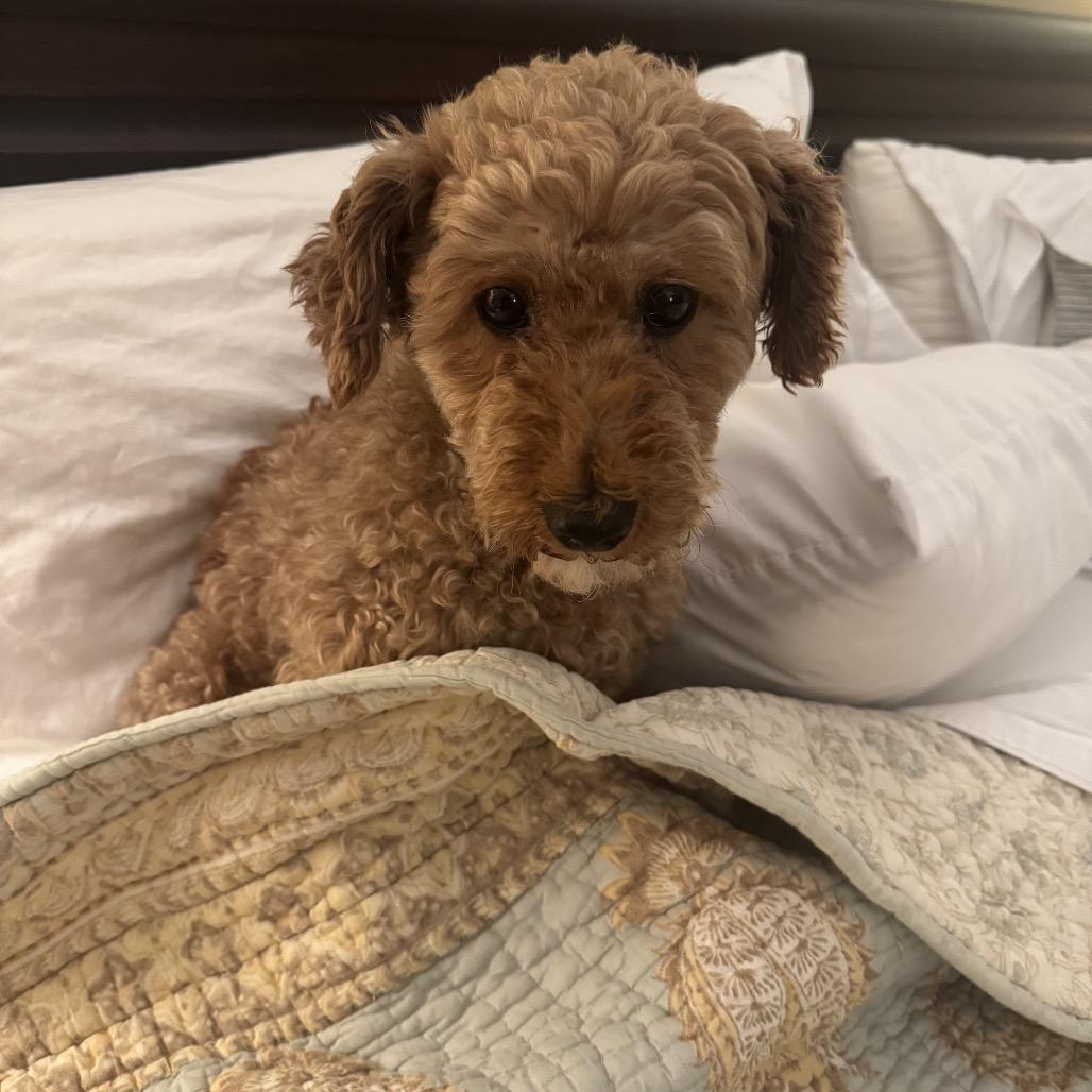 Enlarge Rex, a Adoptable Miniature Poodle in Sinking Spring, PA image 4/5