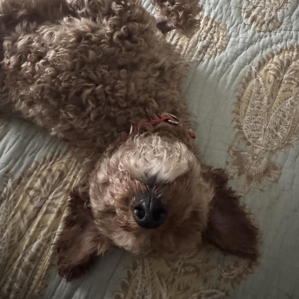 Enlarge Rex, a Adoptable Miniature Poodle in Sinking Spring, PA image 5/5