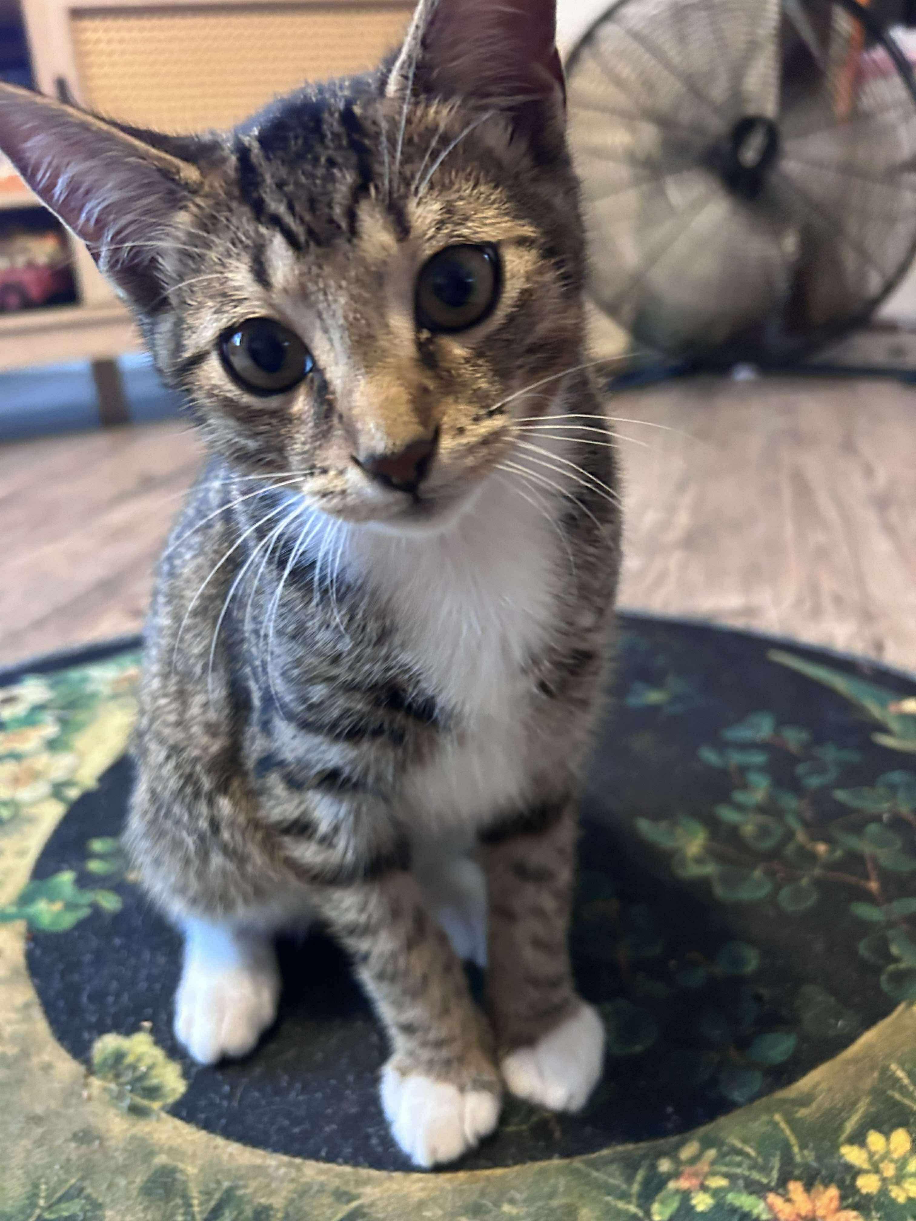 Brady, Adoptable, Kitten Male Tabby & Domestic Short Hair.