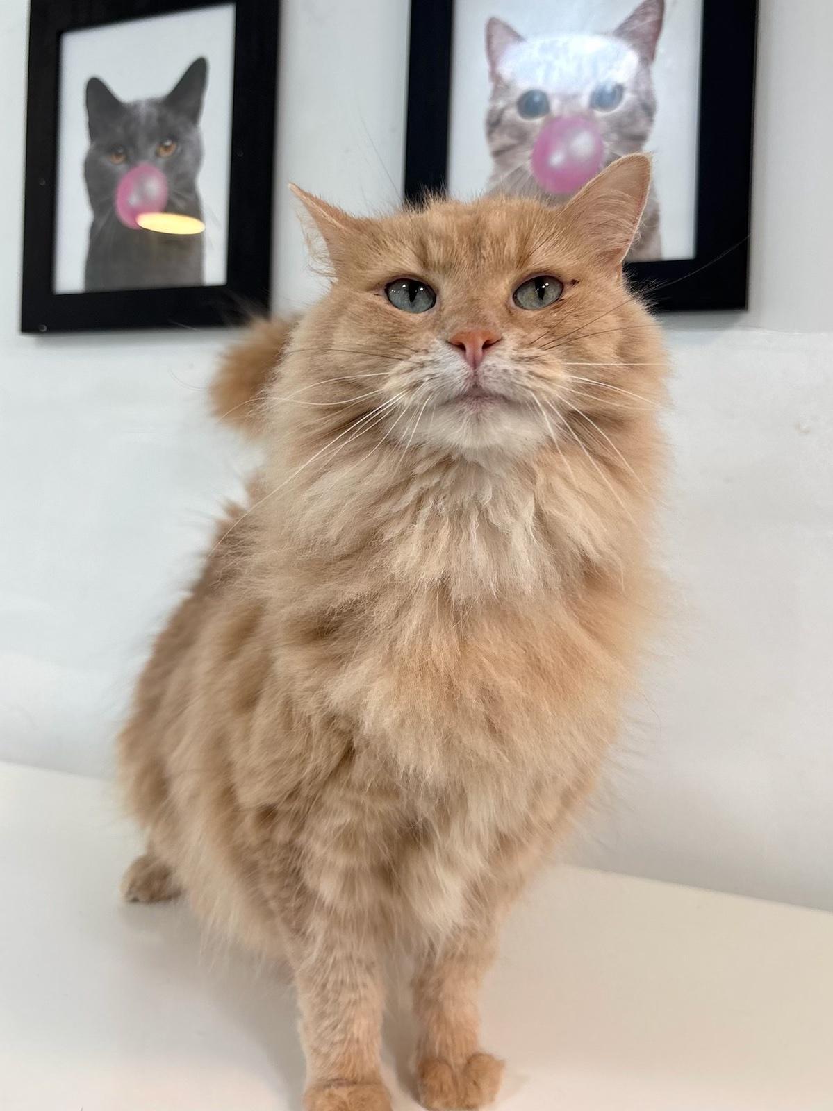 Butters