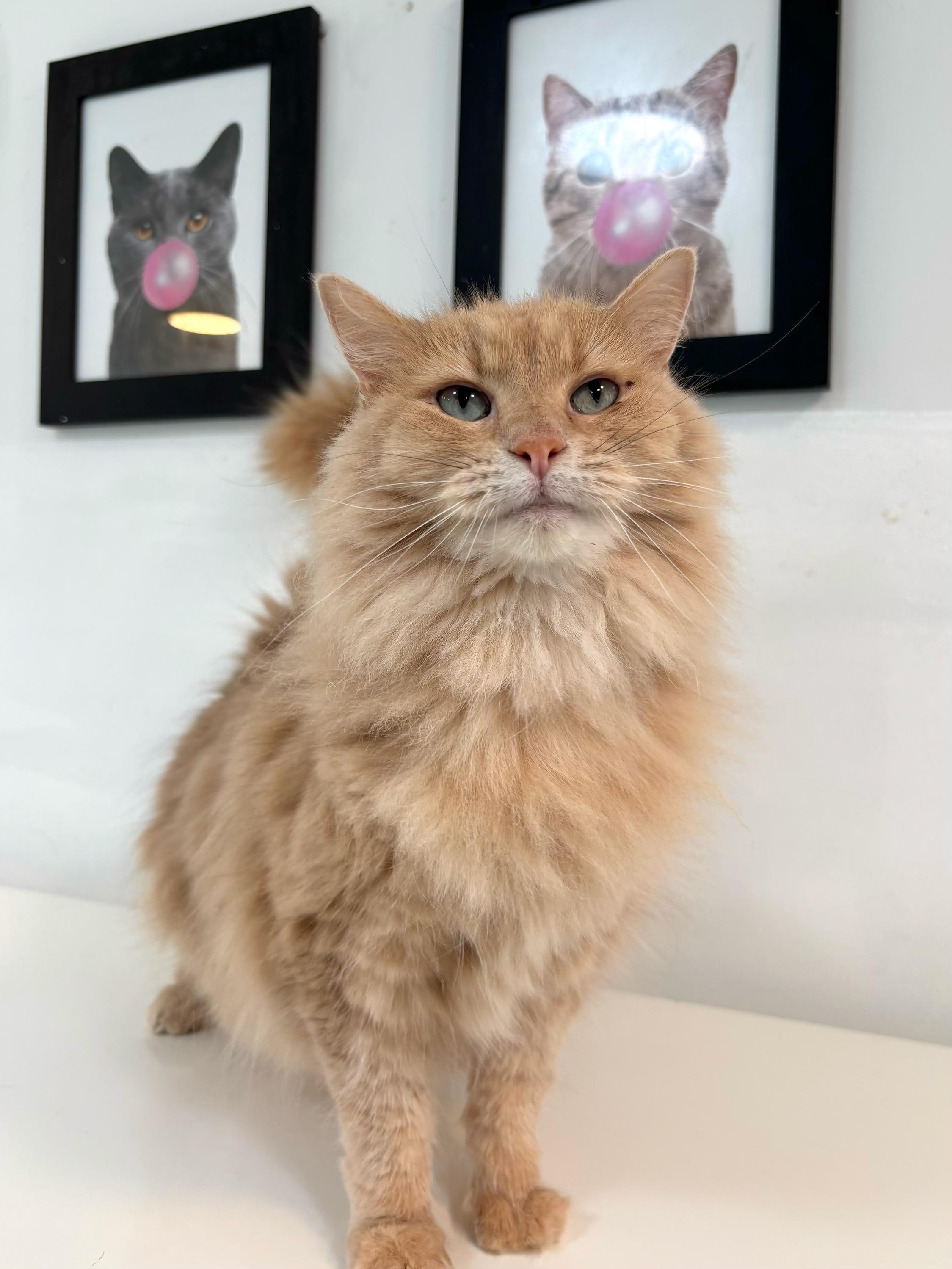 Butters