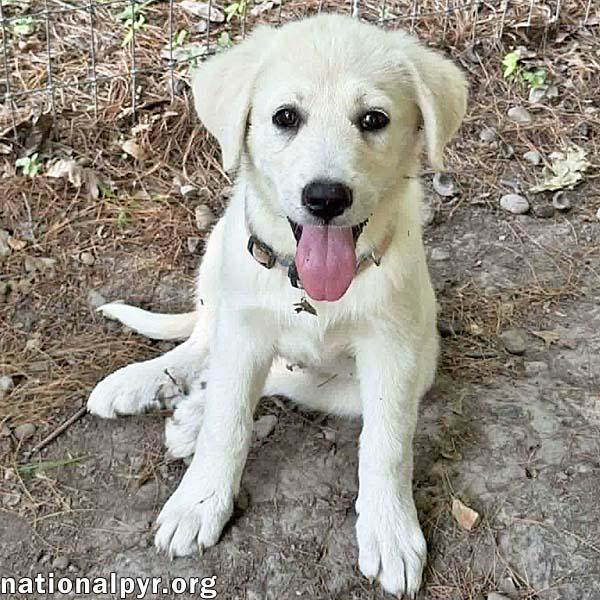 Rhea in OH - People-loving Explorer, adopted, Puppy Female Great Pyrenees.