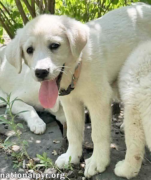 Rhea in OH - People-loving Explorer, an adopted mixed breed in Bellevue, OH image 4/4