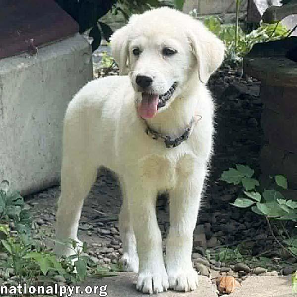 Rhea in OH - People-loving Explorer, an adopted mixed breed in Bellevue, OH image 2/4