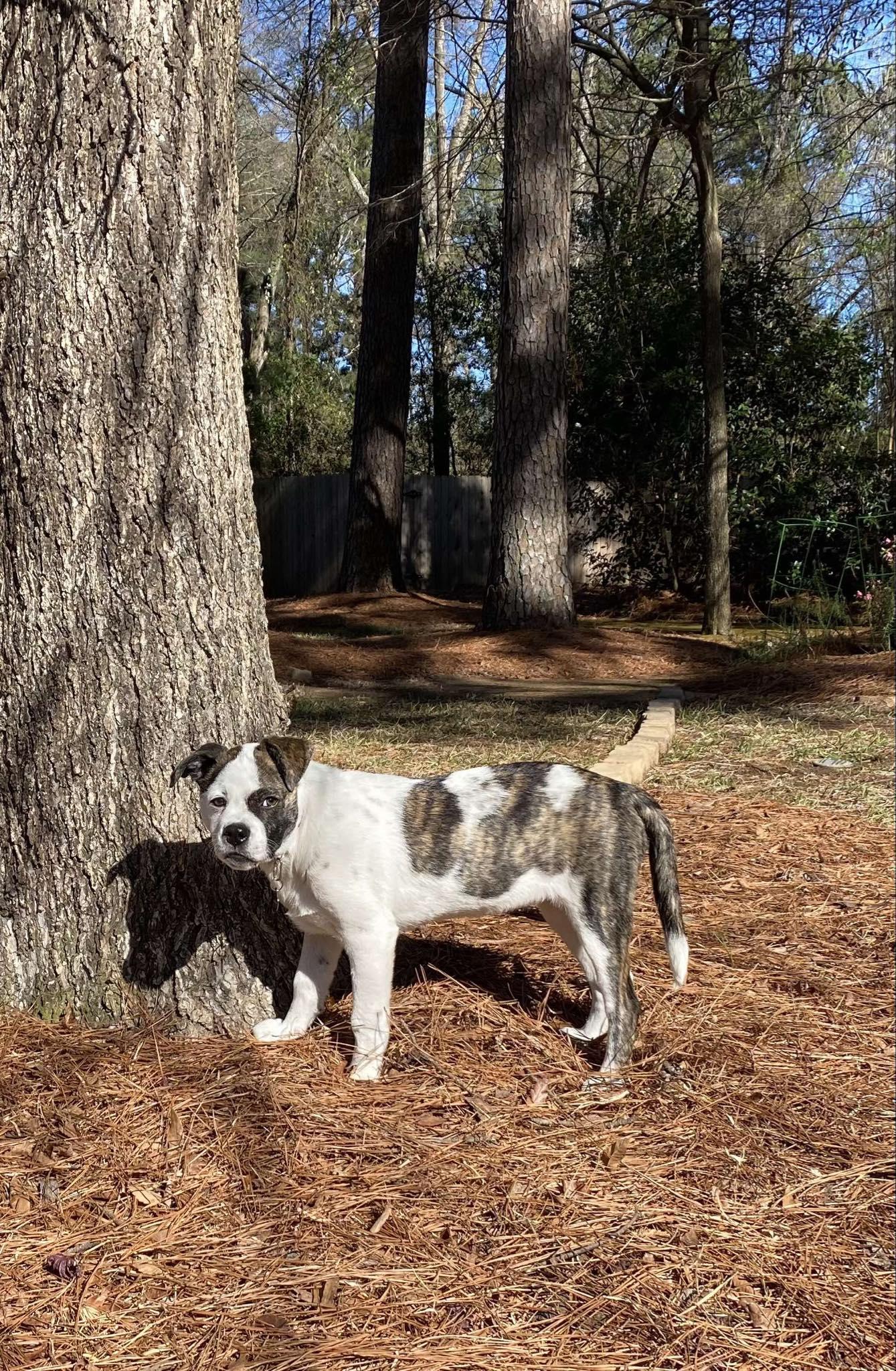 Enlarge Ladybug, a ADOPTABLE Mixed Breed in Clinton, WI image 5/5