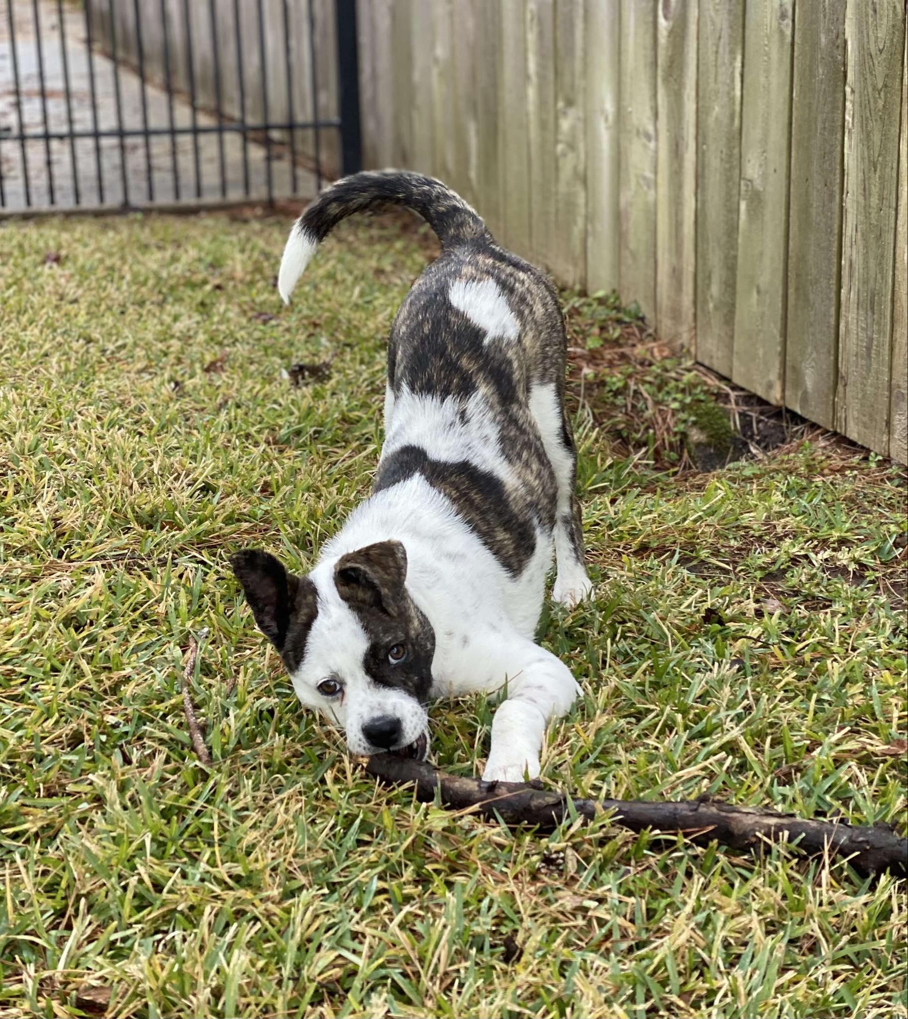 Enlarge Ladybug, a ADOPTABLE Mixed Breed in Clinton, WI image 3/5