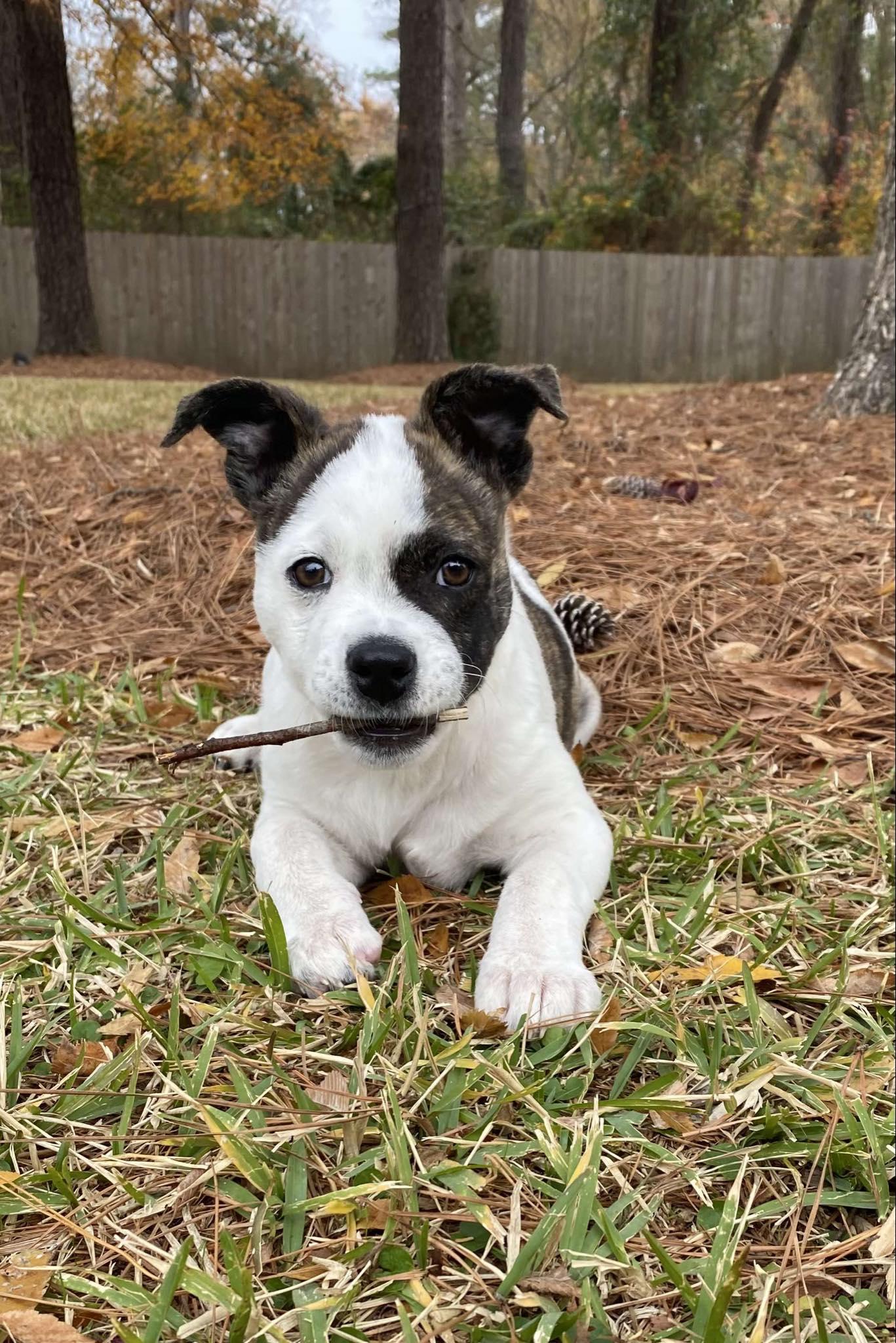 Enlarge Ladybug, a ADOPTABLE Mixed Breed in Clinton, WI image 1/5