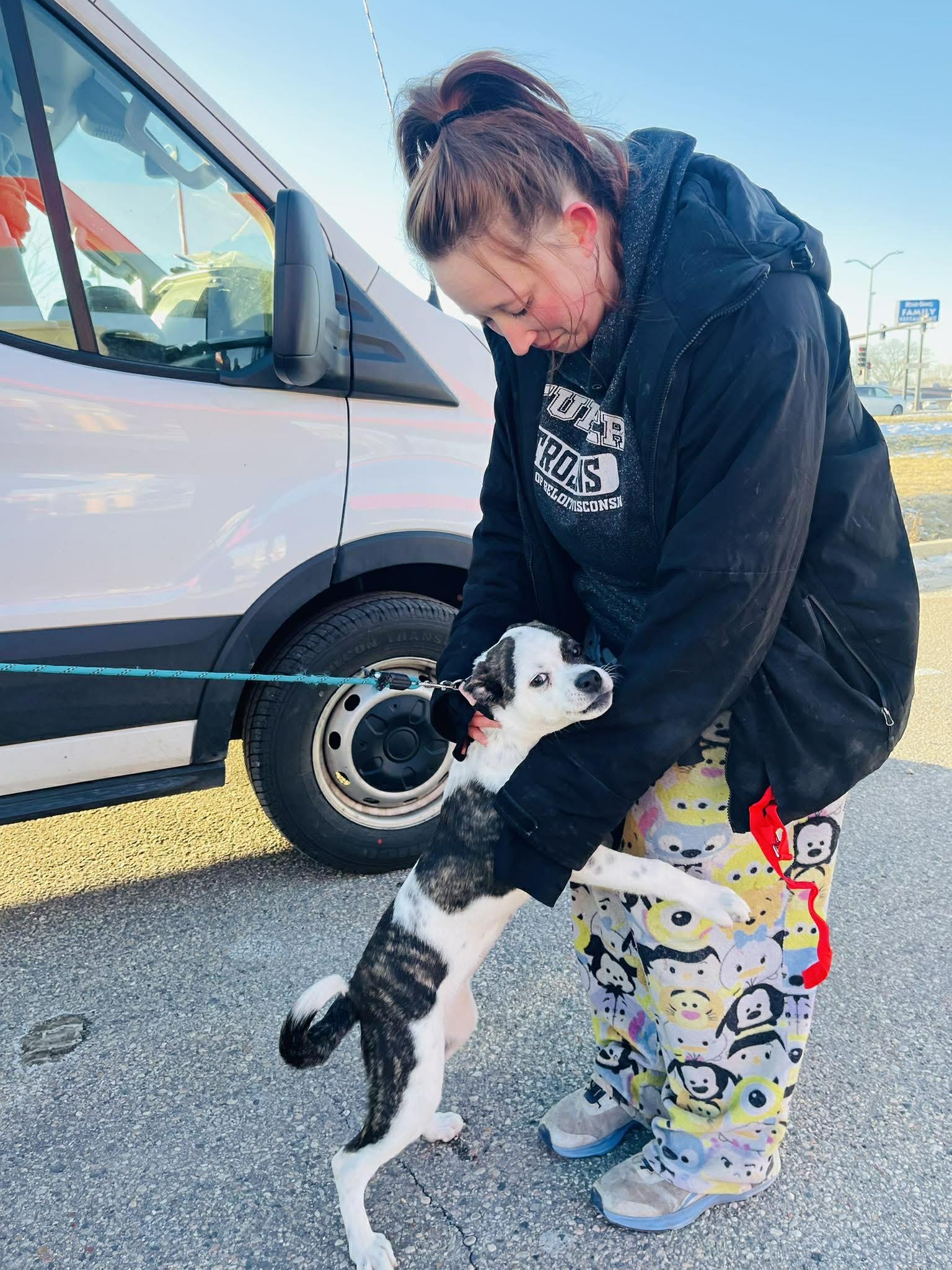 Enlarge Ladybug, a ADOPTABLE Mixed Breed in Clinton, WI image 4/5