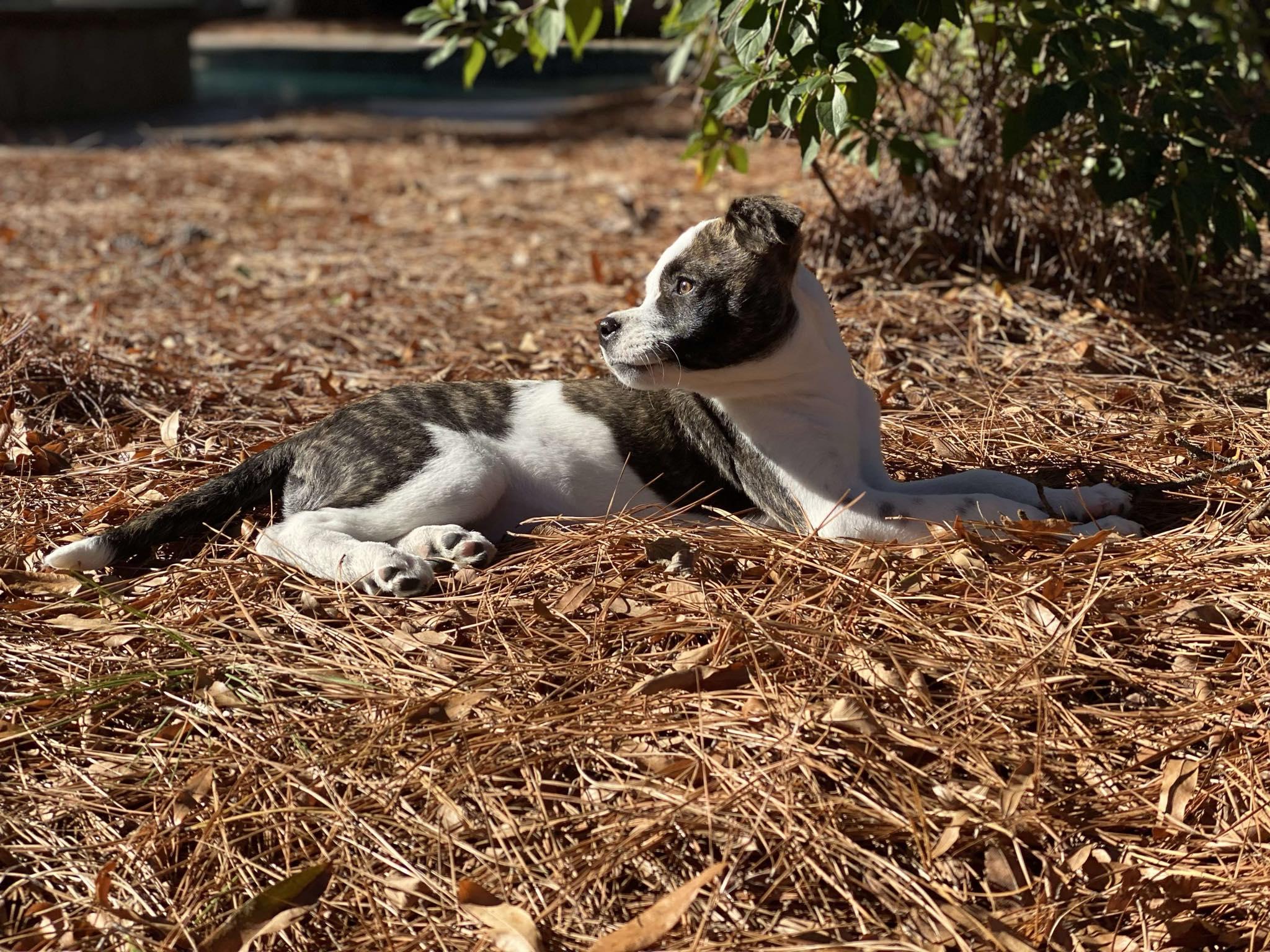Enlarge Ladybug, a ADOPTABLE Mixed Breed in Clinton, WI image 2/5