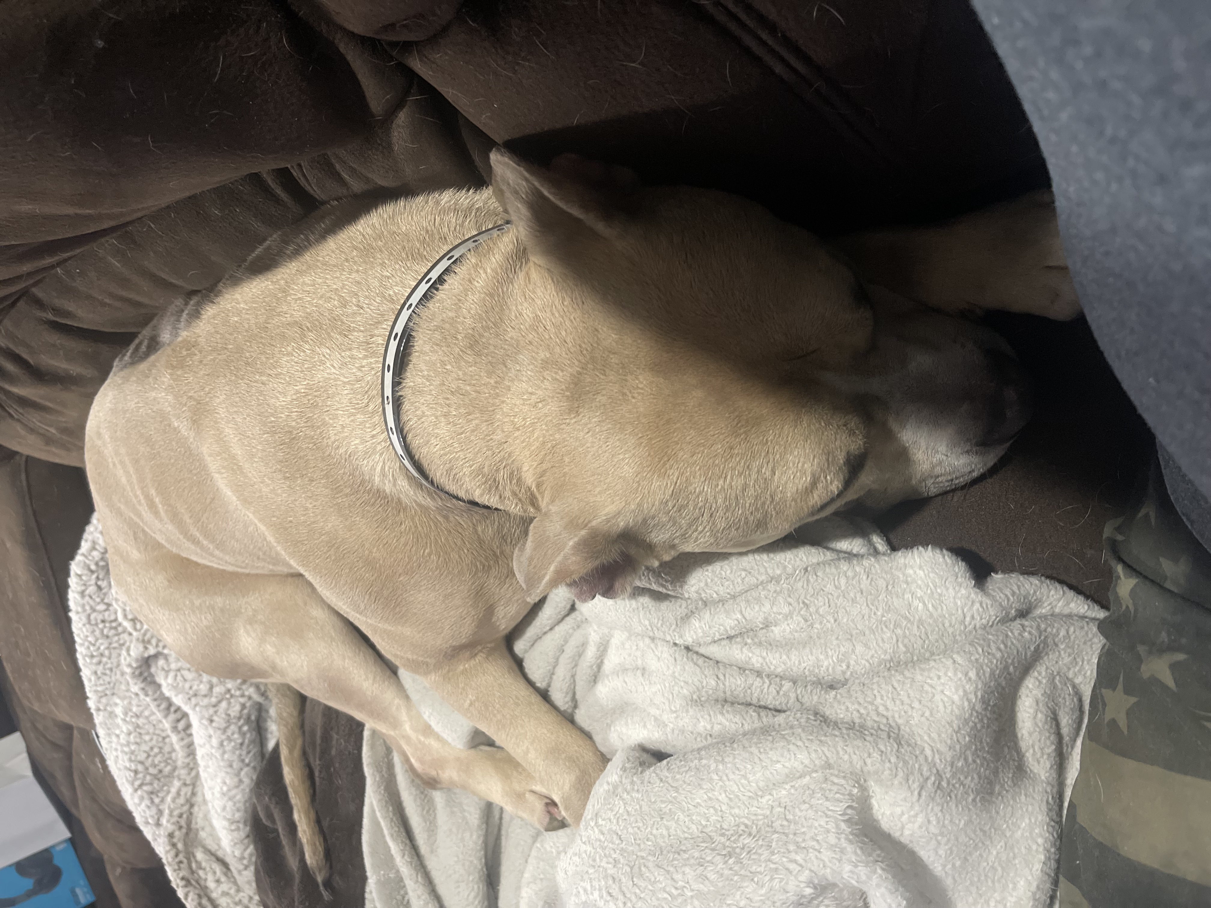 Blue, a Adoptable Mixed Breed in Kearny, NJ image 1/3