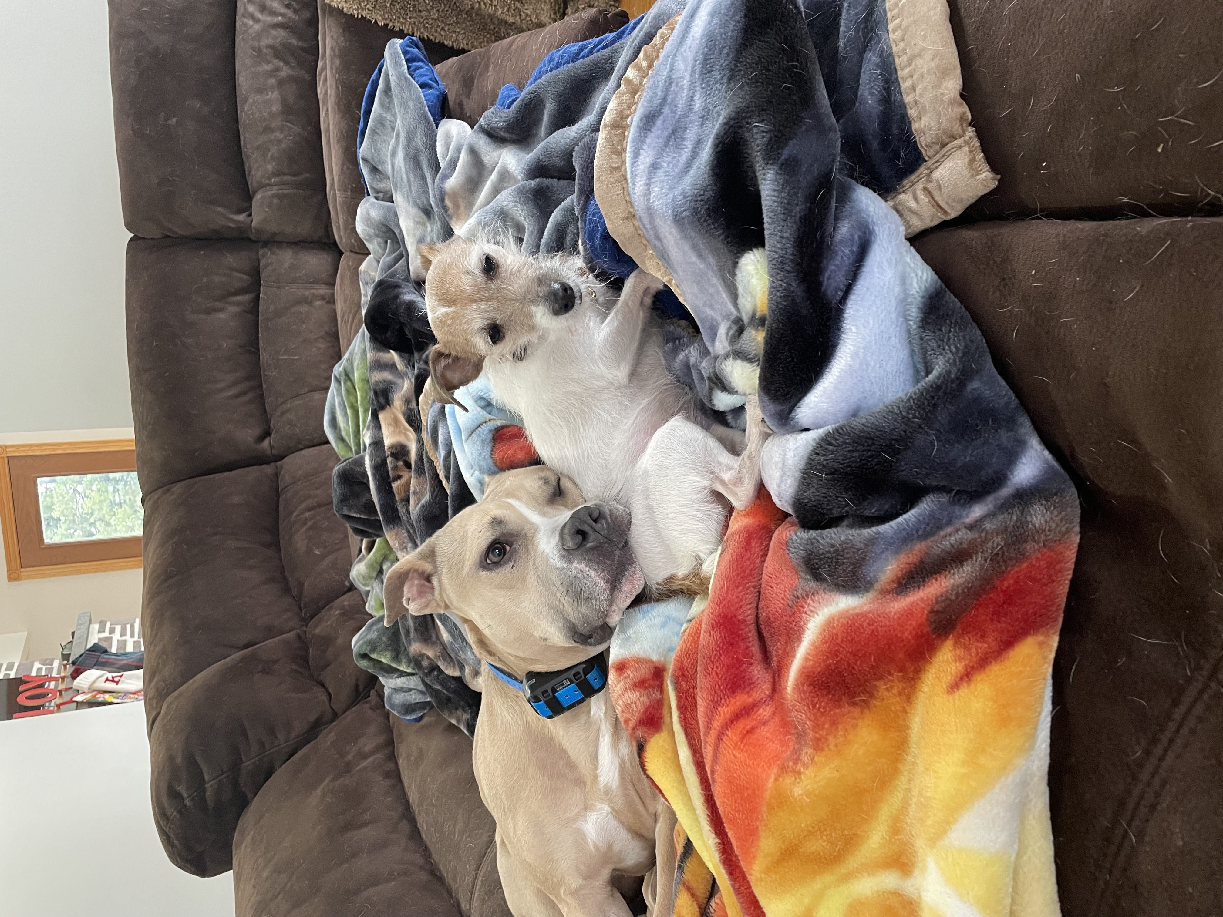 Blue, a Adoptable Mixed Breed in Kearny, NJ image 2/3