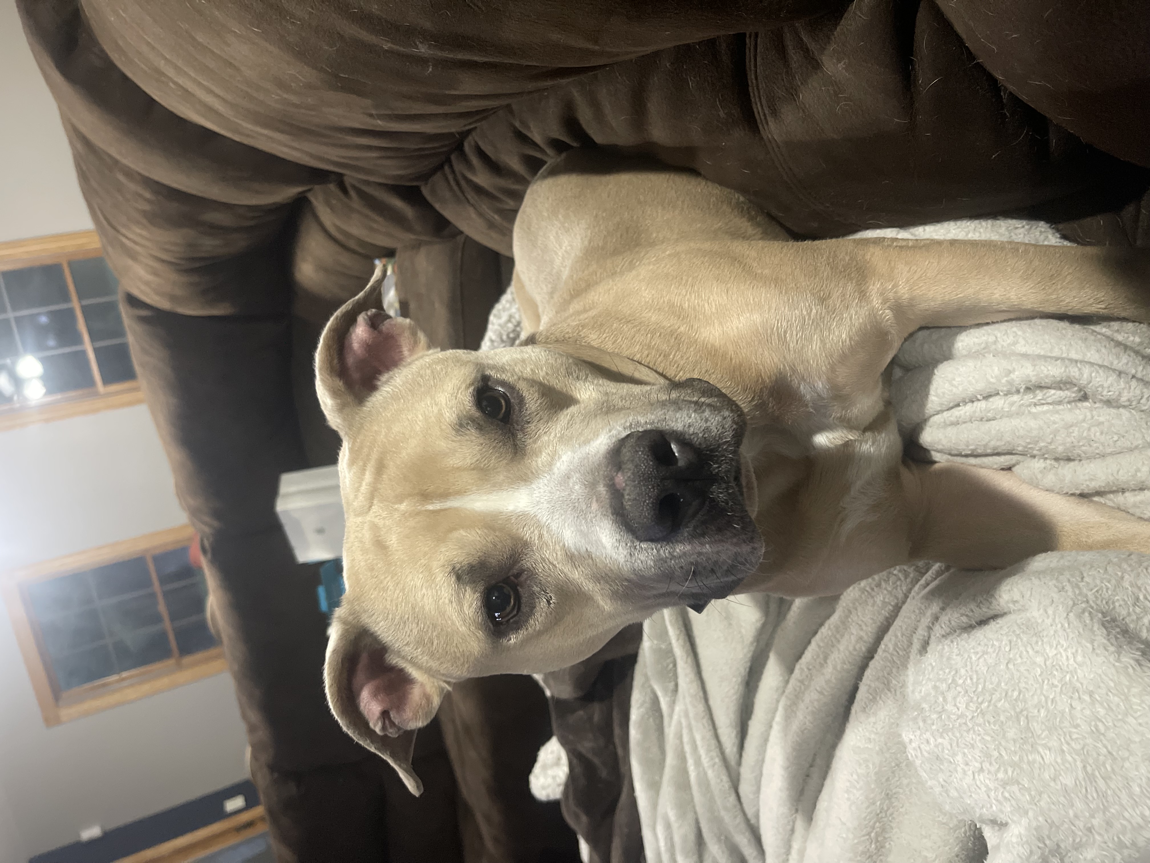 Blue, a Adoptable Mixed Breed in Kearny, NJ image 3/3