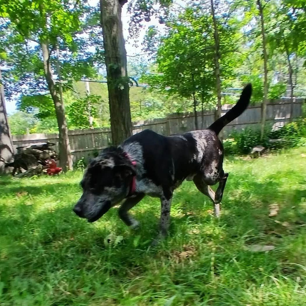 Duke, a ADOPTABLE mixed breed in Saugerties, NY image 4/4