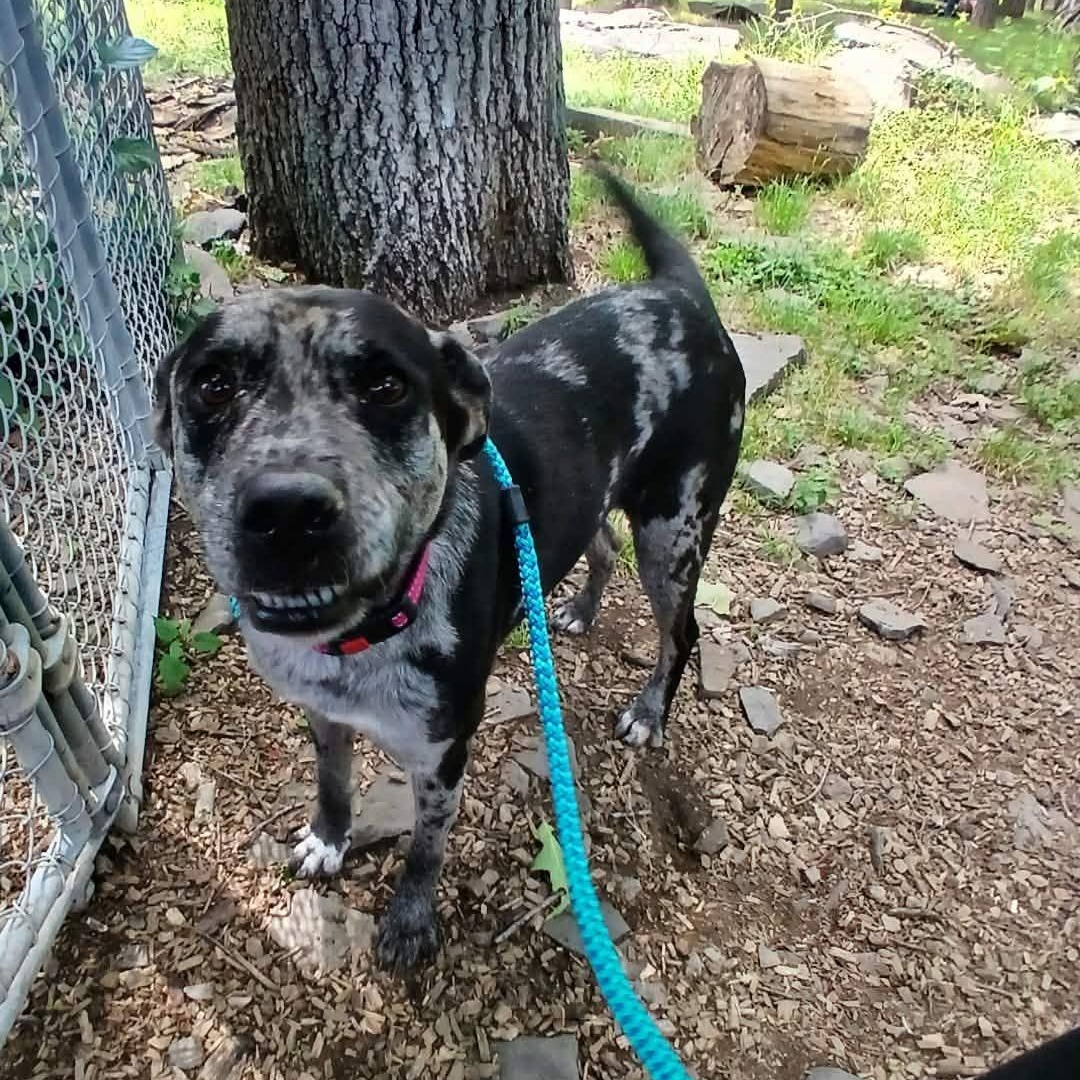 Duke, a ADOPTABLE mixed breed in Saugerties, NY image 2/4