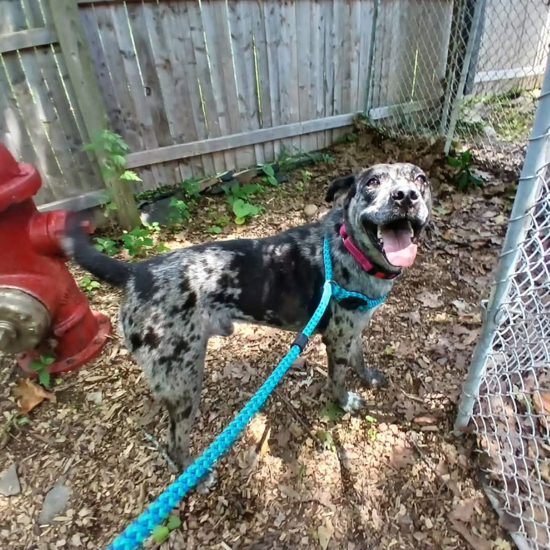 Duke, a ADOPTABLE mixed breed in Saugerties, NY image 3/4