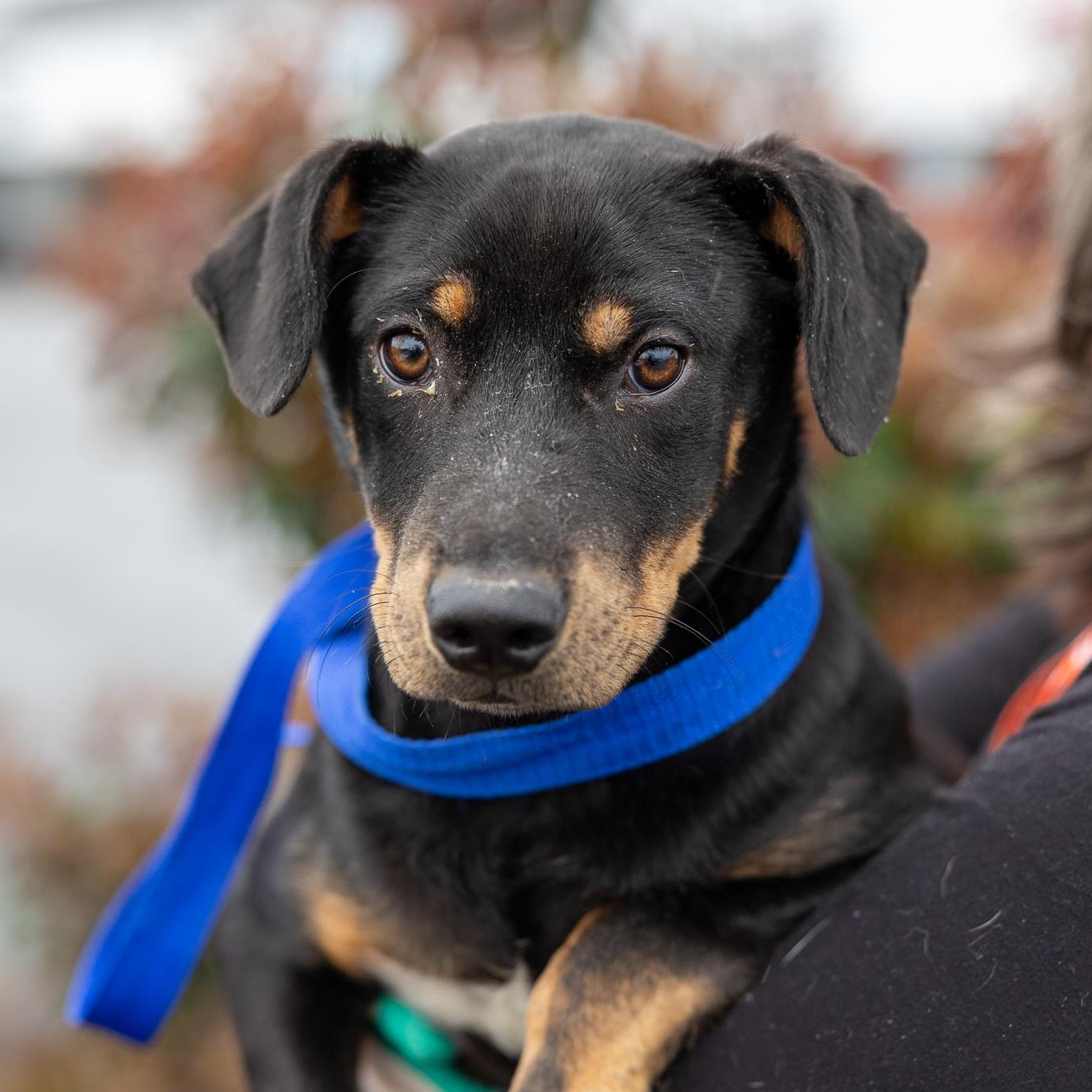 Rodney - Local May 22-24, adoptable, Puppy Male Labrador Retriever.