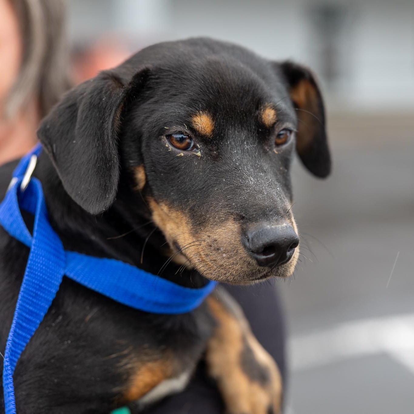Enlarge Rodney - Local May 22-24, an adoptable mixed breed in Westerly, RI image 3/5
