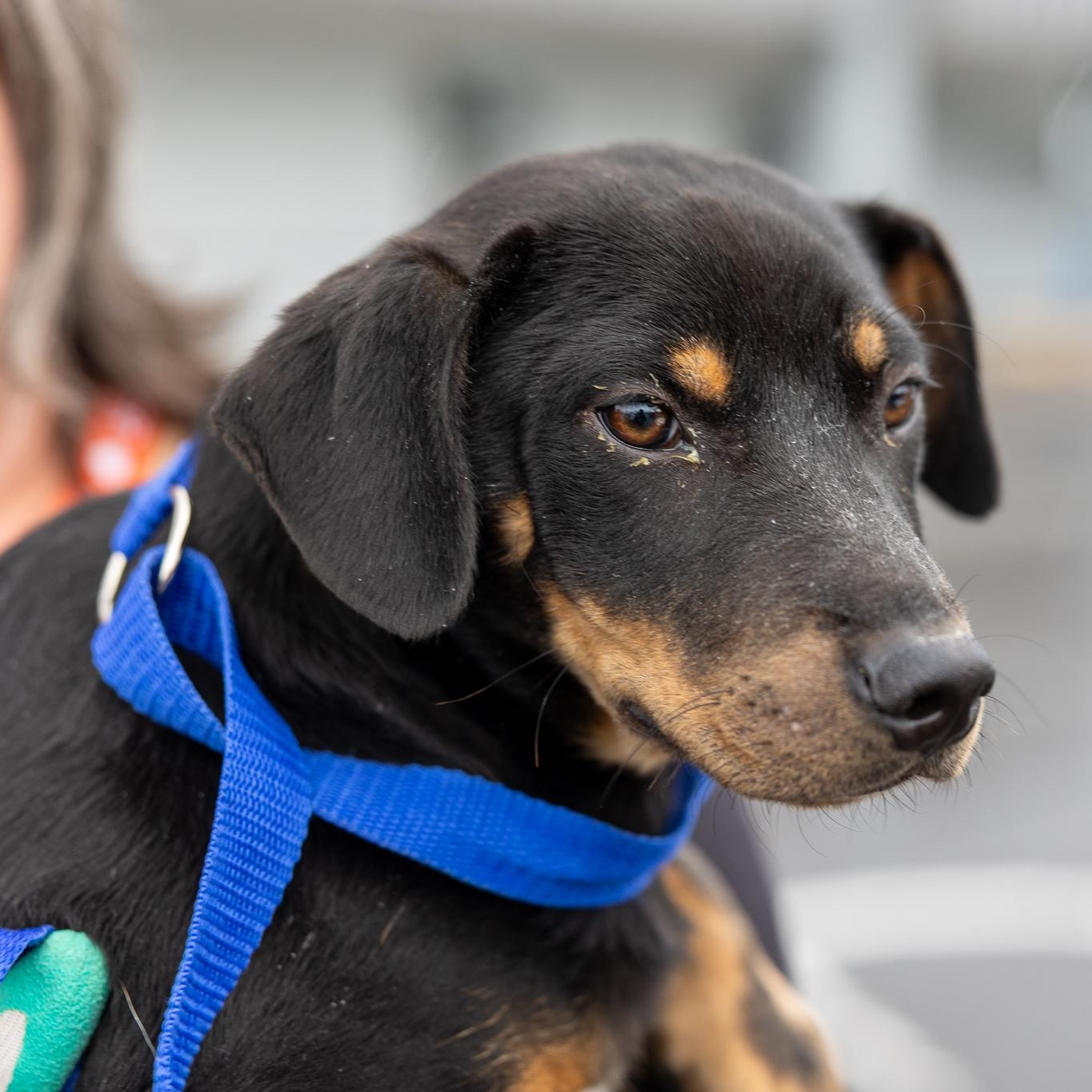 Enlarge Rodney - Local May 22-24, an adoptable mixed breed in Westerly, RI image 5/5