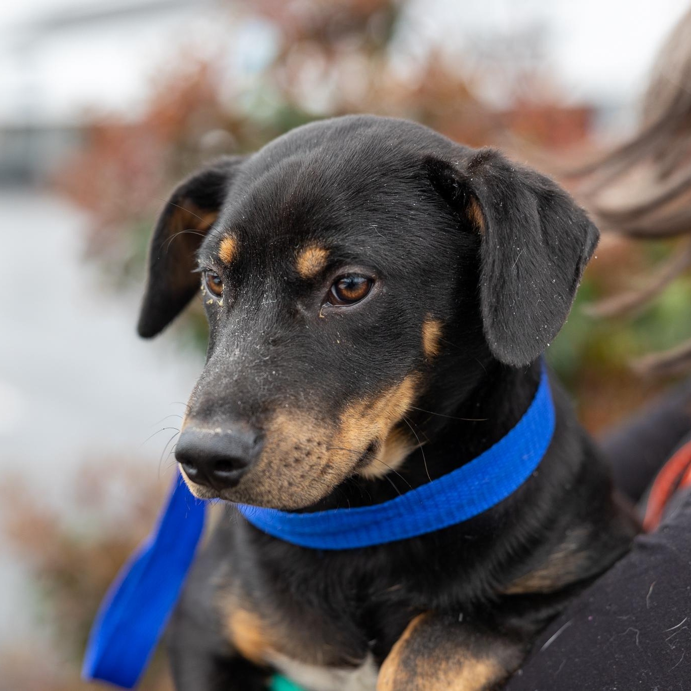 Enlarge Rodney - Local May 22-24, an adoptable mixed breed in Westerly, RI image 4/5