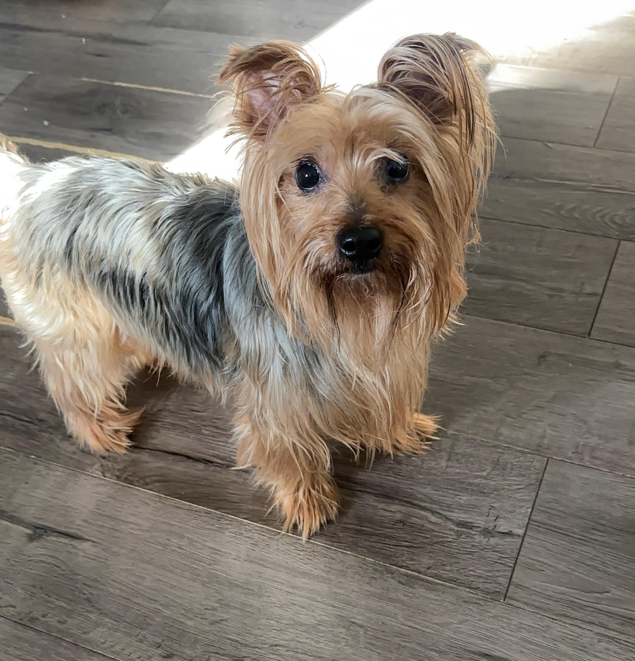 Enlarge Oz, a ADOPTABLE Silky Terrier in Lake Cowichan, BC image 1/4