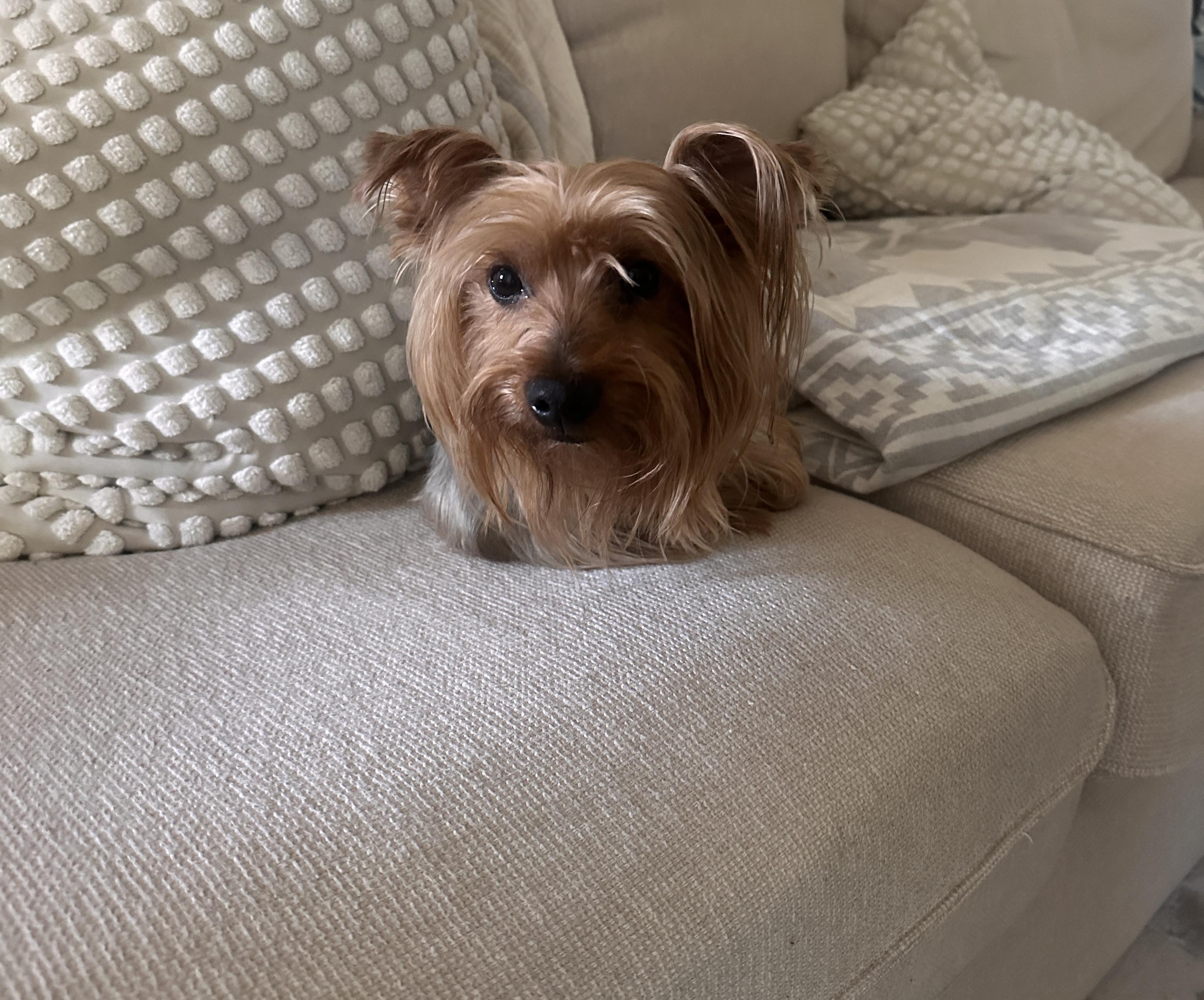 Enlarge Oz, a ADOPTABLE Silky Terrier in Lake Cowichan, BC image 3/4