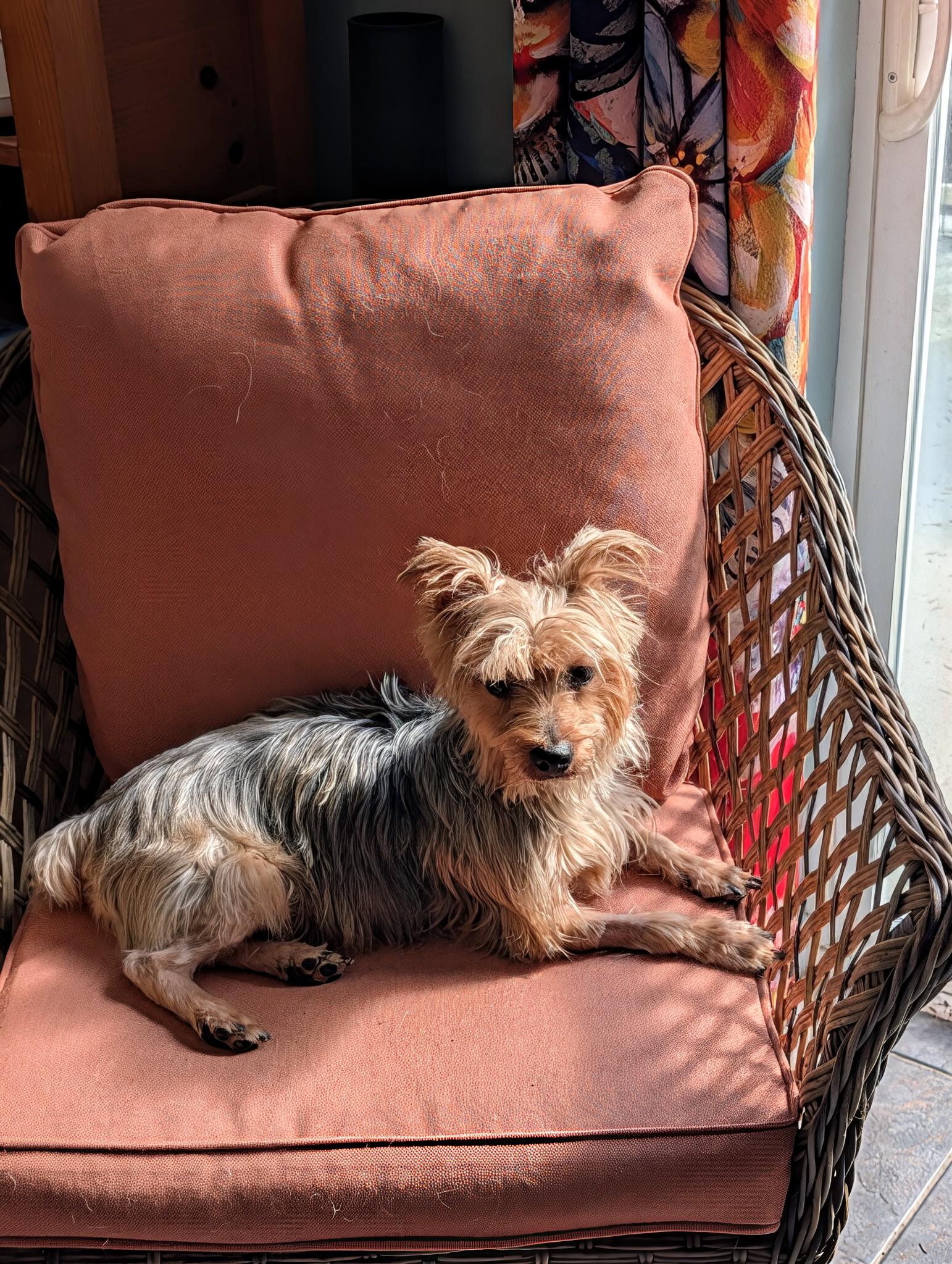 Enlarge Oz, a ADOPTABLE Silky Terrier in Lake Cowichan, BC image 2/4