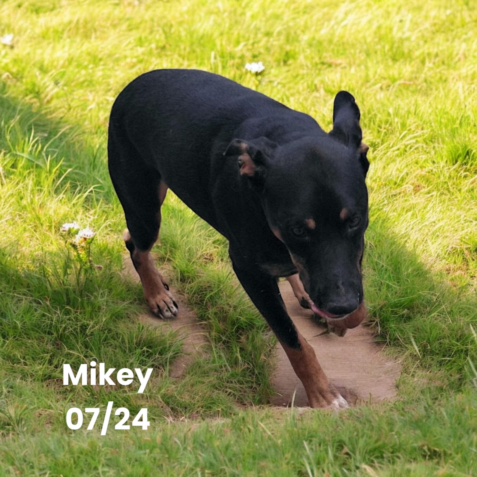 Mikey, Adoptable, Adult Male Beauceron.