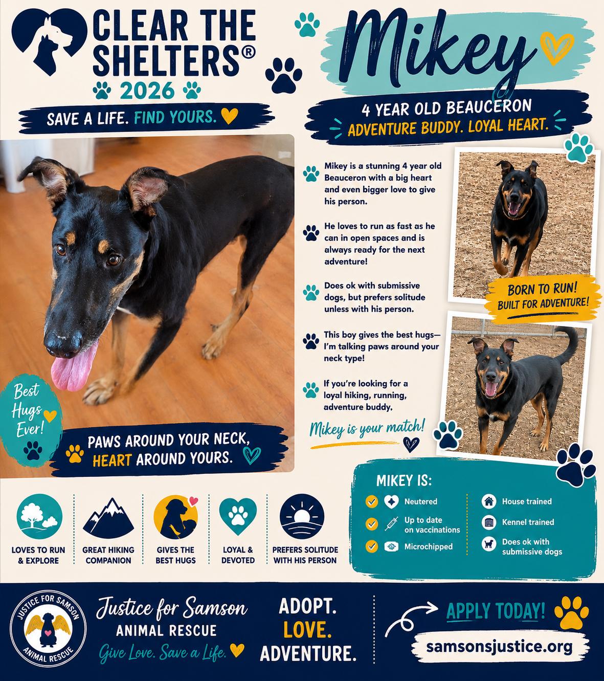 Enlarge Mikey, a Adoptable Beauceron in Falfurrias, TX image 2/3