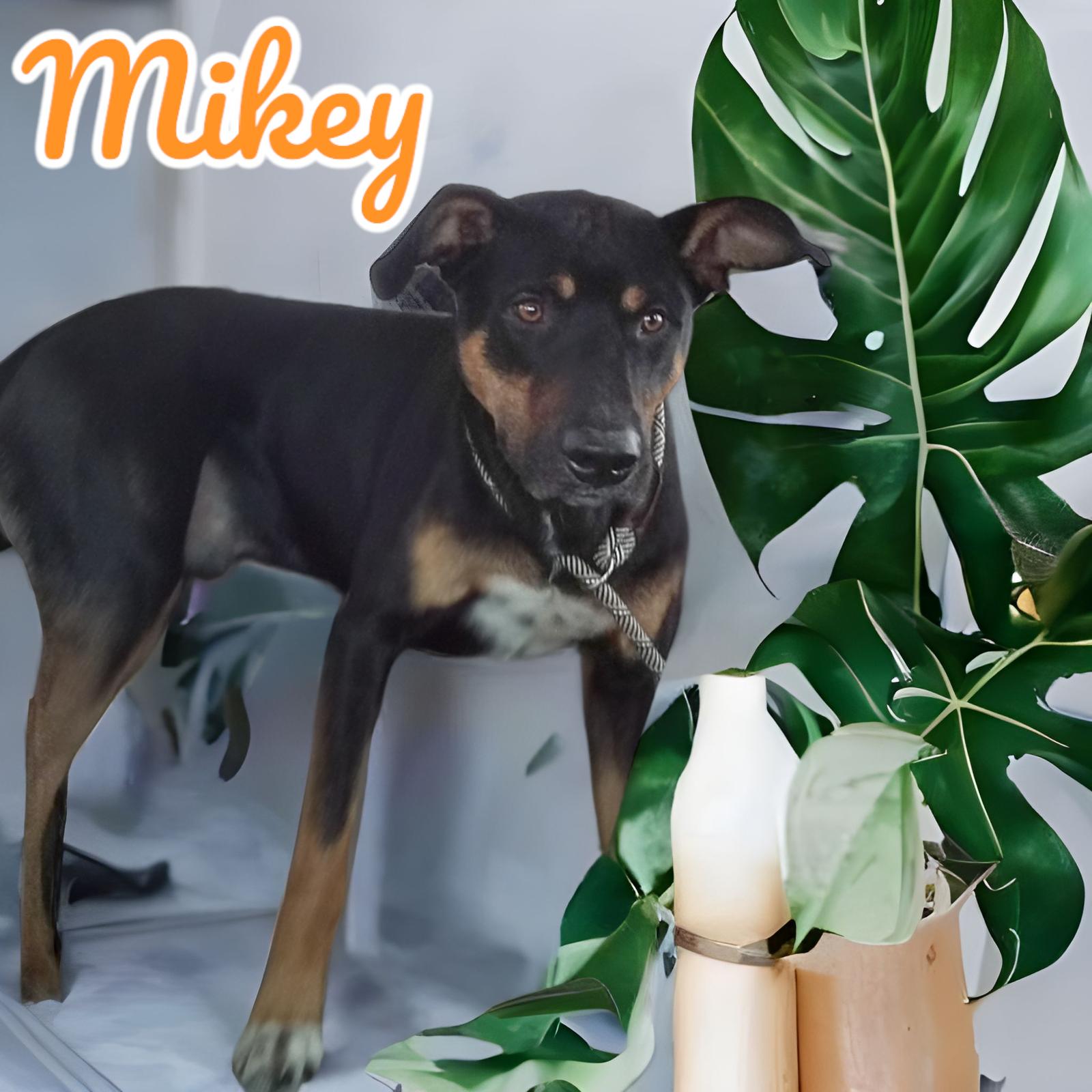 Mikey, a Adoptable Beauceron in Orange Grove, TX image 2/3