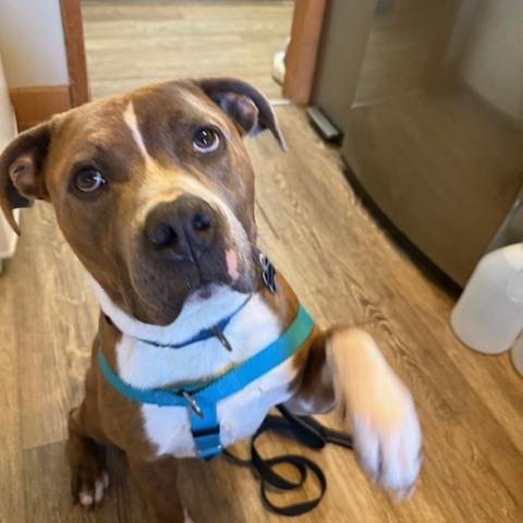 Jameson, an adopted mixed breed in farmingdale, NJ image 2/5