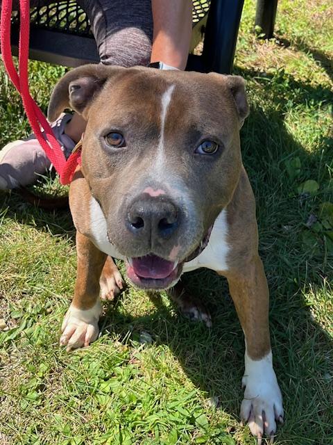 Jameson, an adopted mixed breed in farmingdale, NJ image 3/5