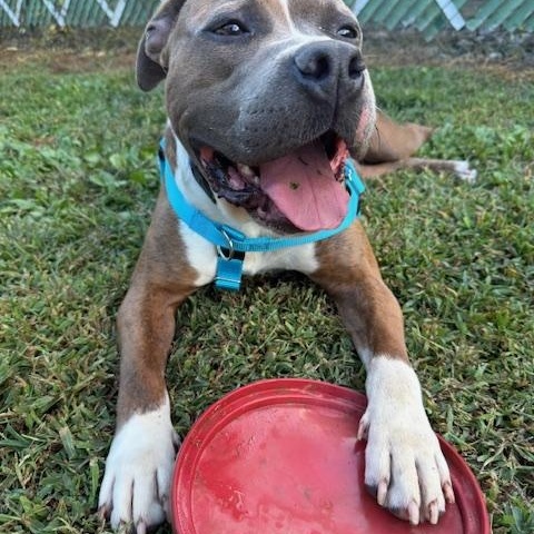 Jameson, an adopted mixed breed in farmingdale, NJ image 4/5