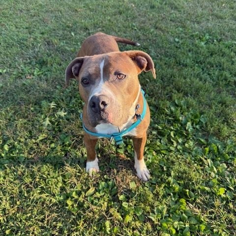 Jameson, an adopted mixed breed in farmingdale, NJ image 5/5