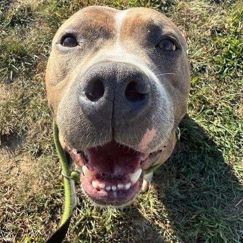 Jameson, adopted, Adult Male American Staffordshire Terrier.