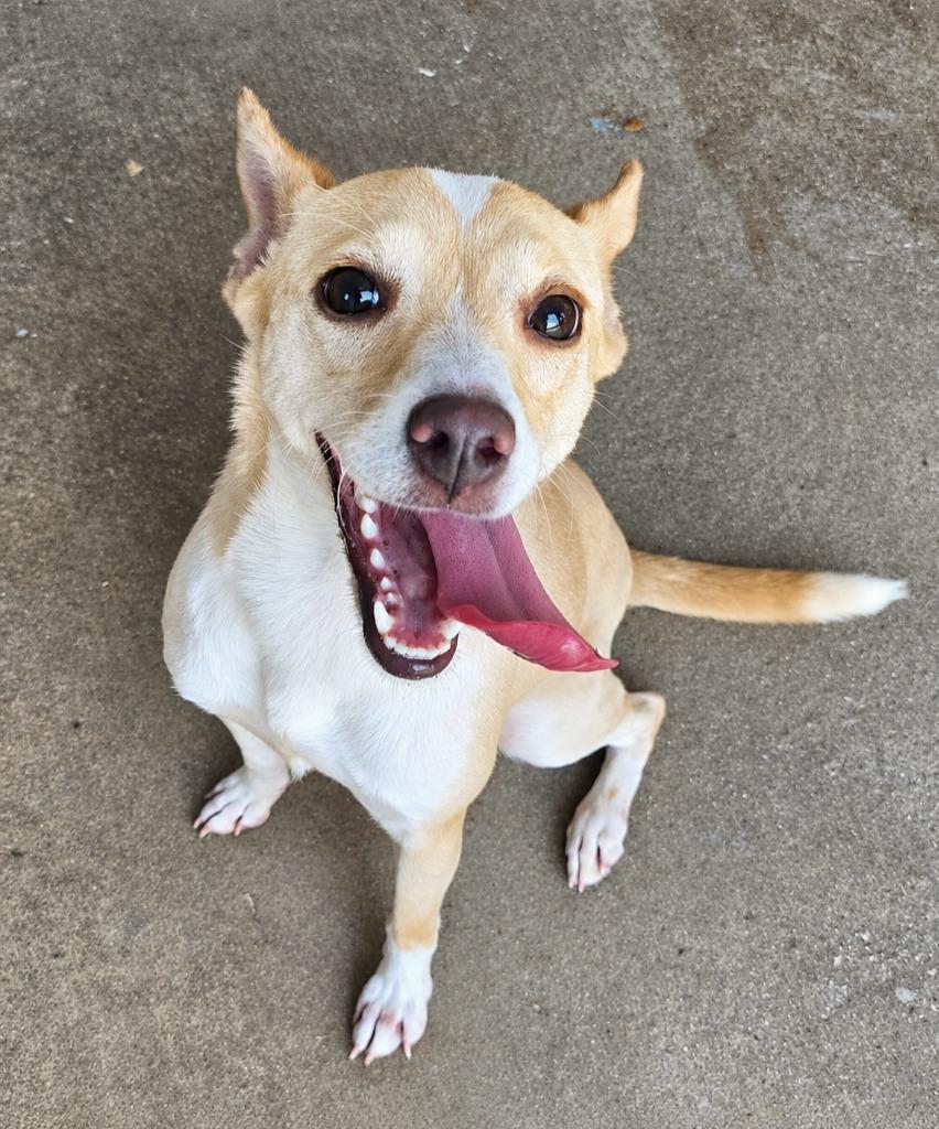 Ivy, Adoptable, Young Female Chihuahua & Terrier.