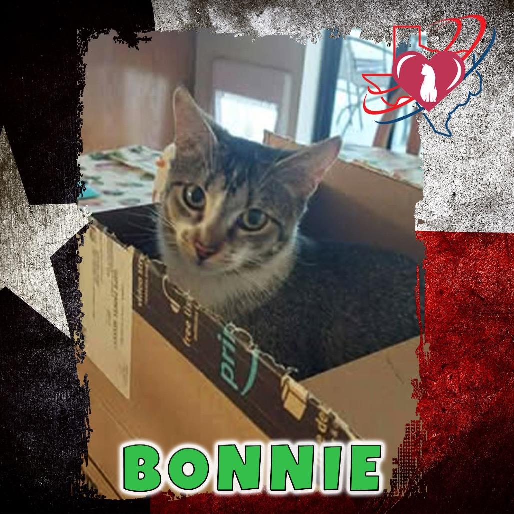 Bonnie, Adoptable, Young Female Domestic Short Hair.