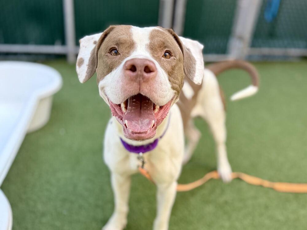 Mylo, Adoptable, Young Male Mixed Breed.