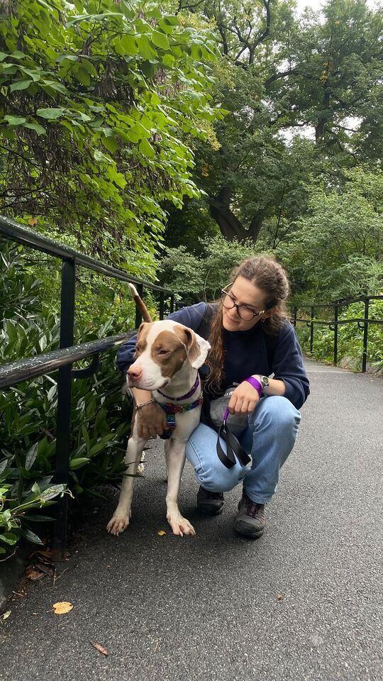 Enlarge Mylo, a Adoptable mixed breed in New York, NY image 2/5