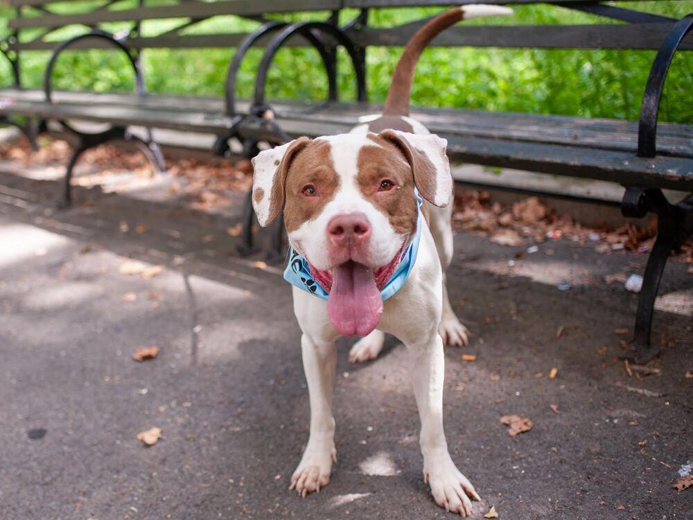 Enlarge Mylo, a Adoptable mixed breed in New York, NY image 3/5