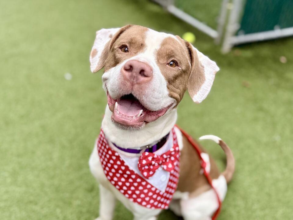 Enlarge Mylo, a Adoptable mixed breed in New York, NY image 4/5