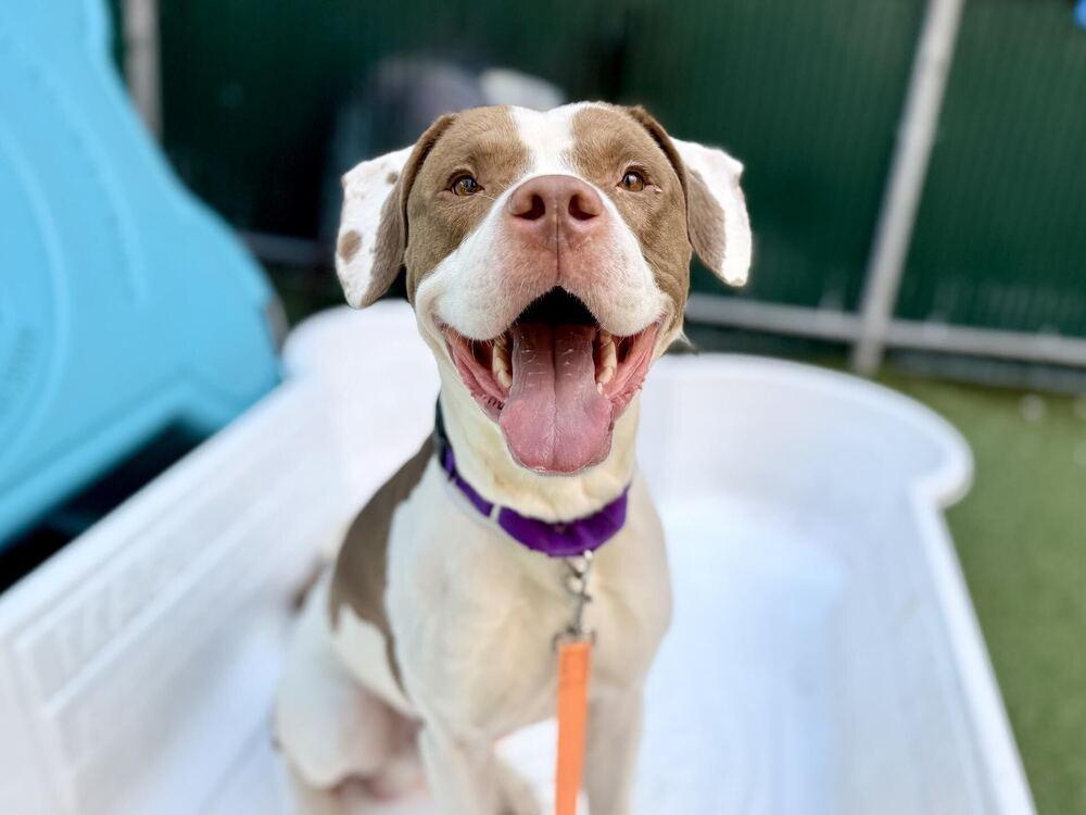 Enlarge Mylo, a Adoptable mixed breed in New York, NY image 5/5