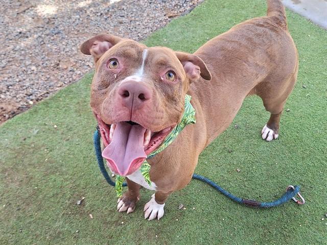 Enlarge MINNIE, a Adoptable mixed breed in Phoenix, AZ image 1/1