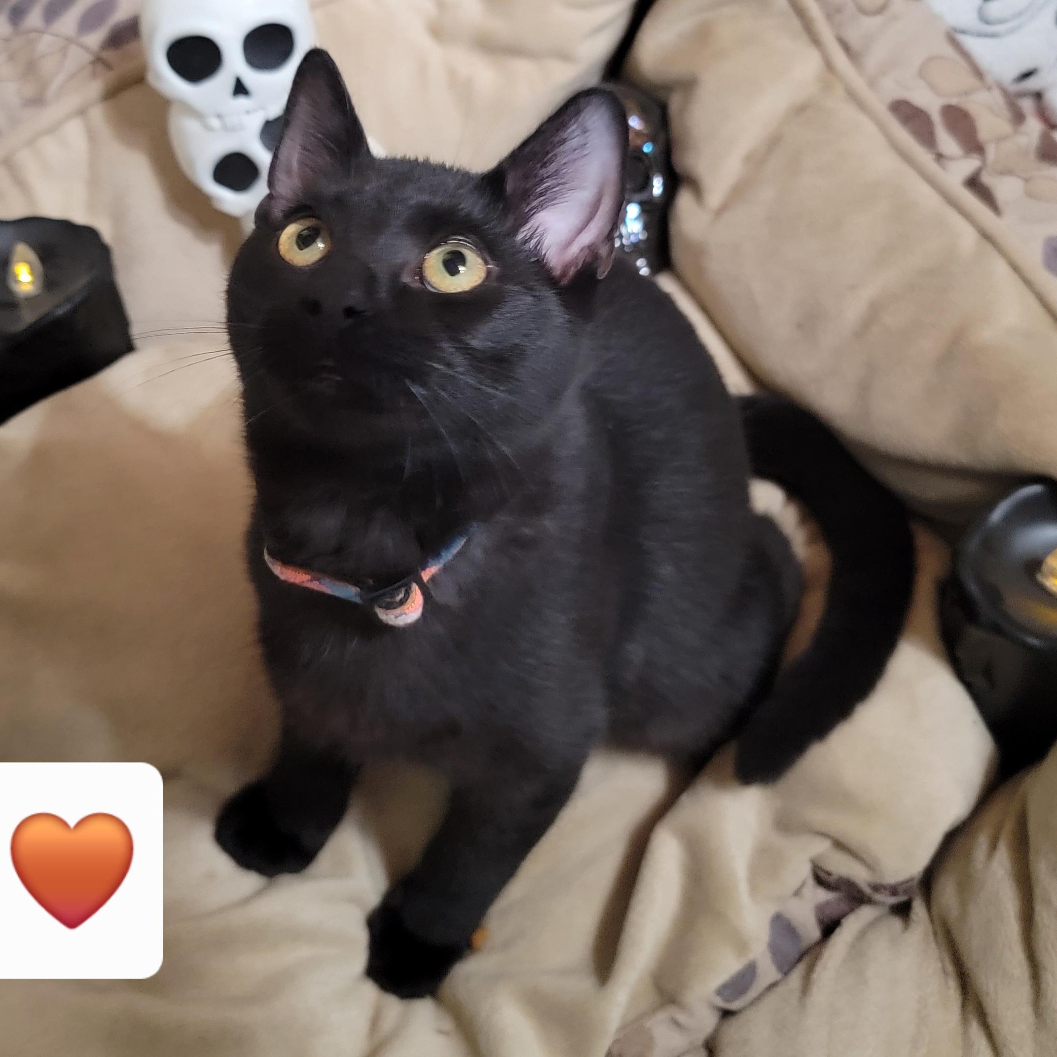 Poe photo