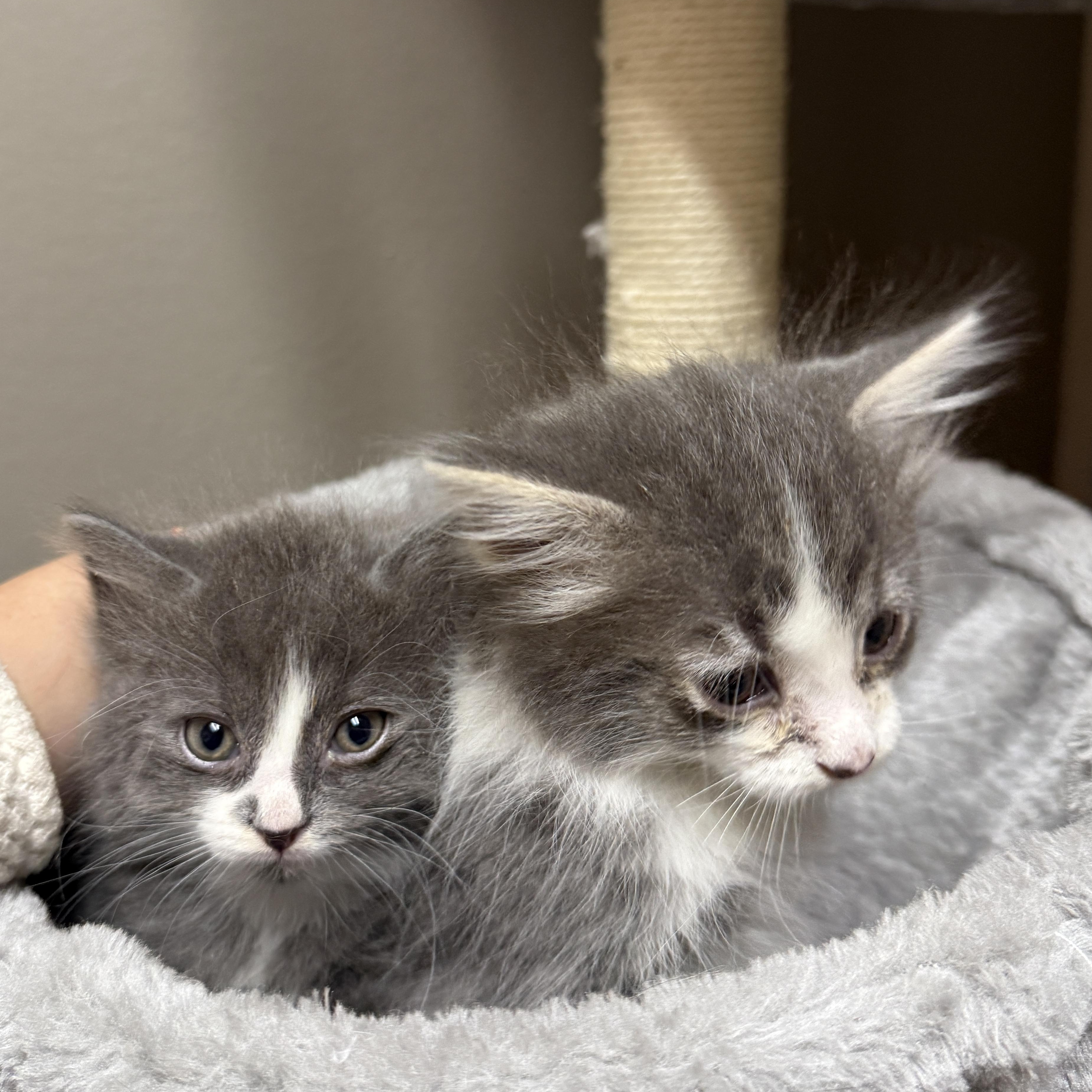 Tyene Sand, an adopted Domestic Medium Hair in Oconto, WI image 3/3