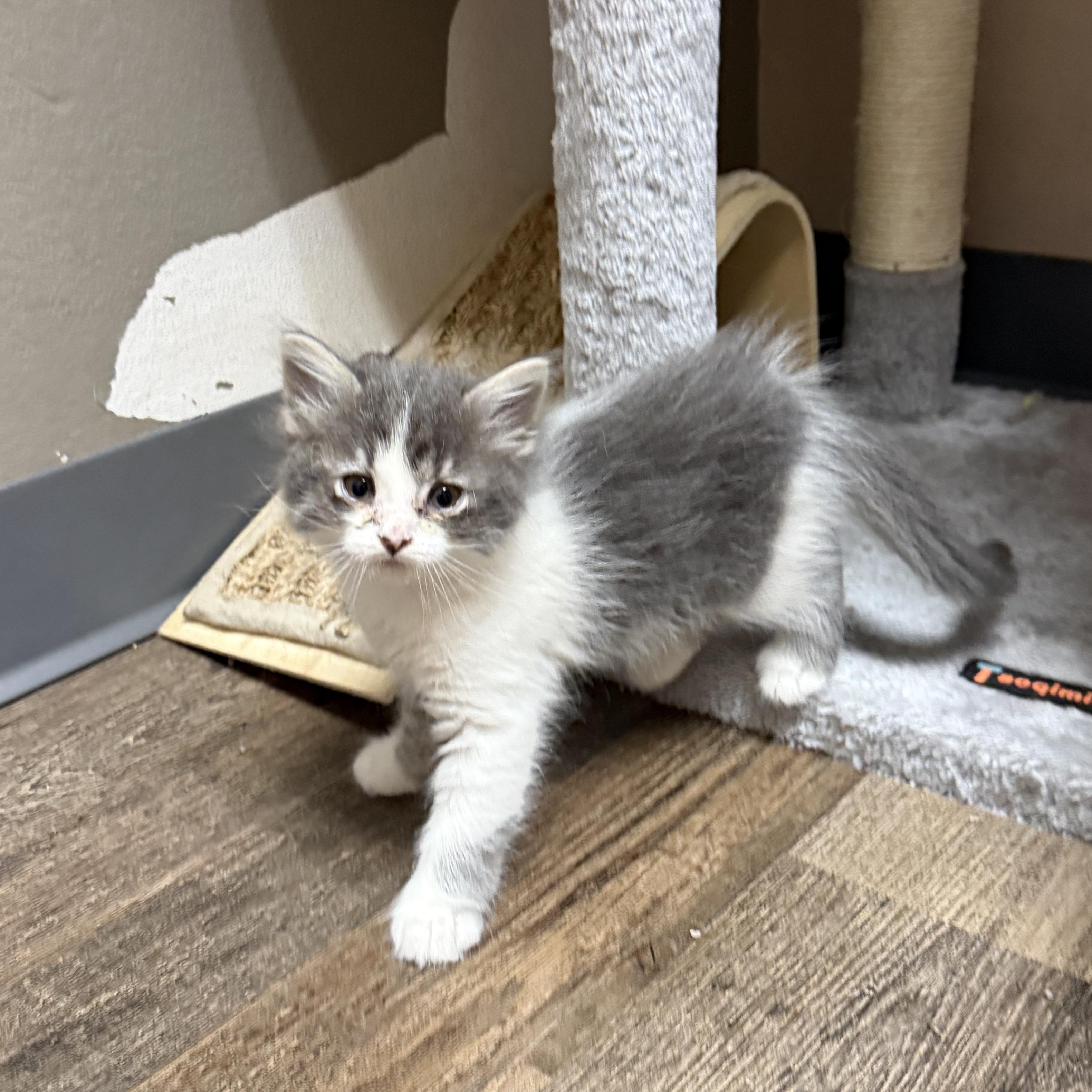 Tyene Sand, adopted, Kitten Male Domestic Medium Hair.