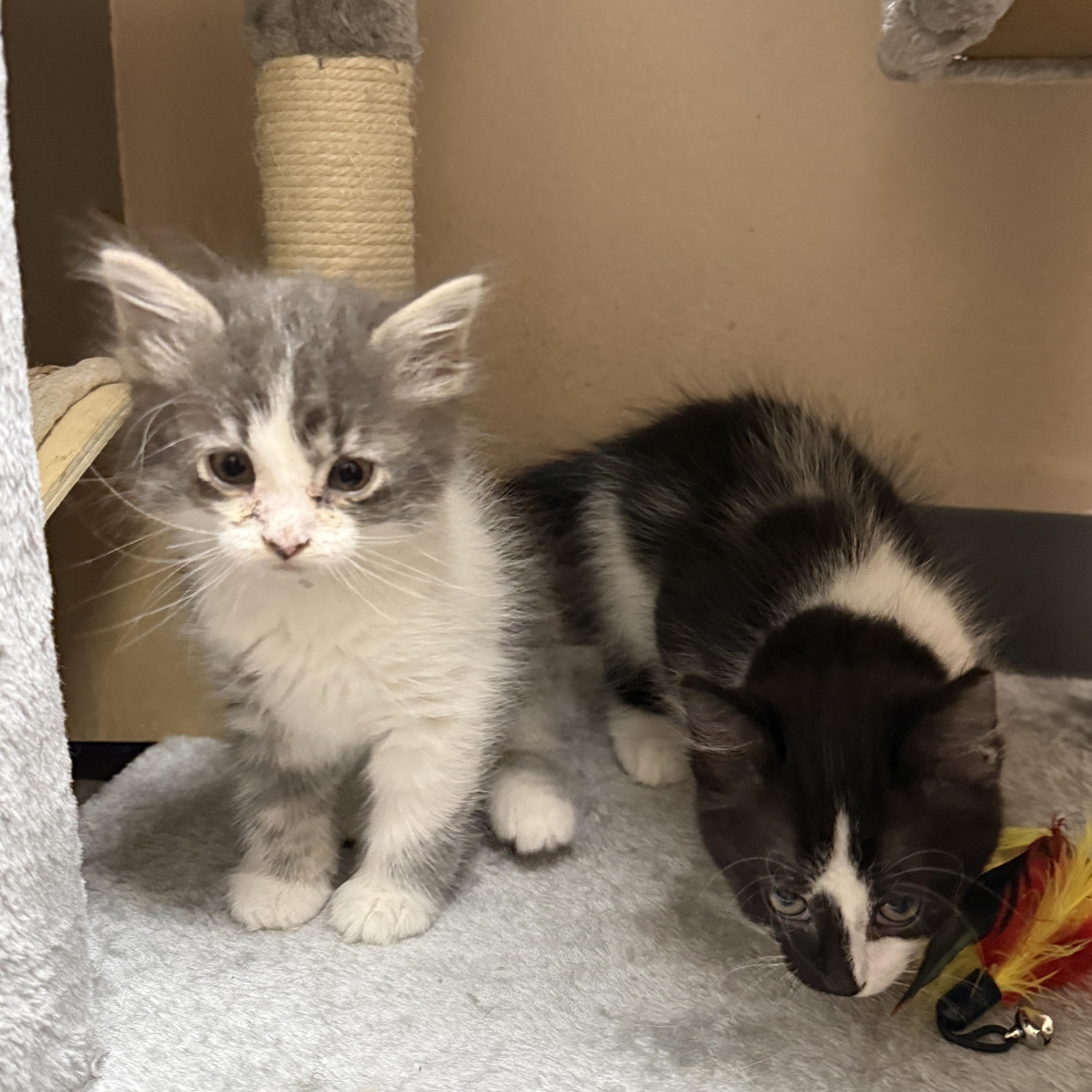 Tyene Sand, an adopted Domestic Medium Hair in Oconto, WI image 2/3