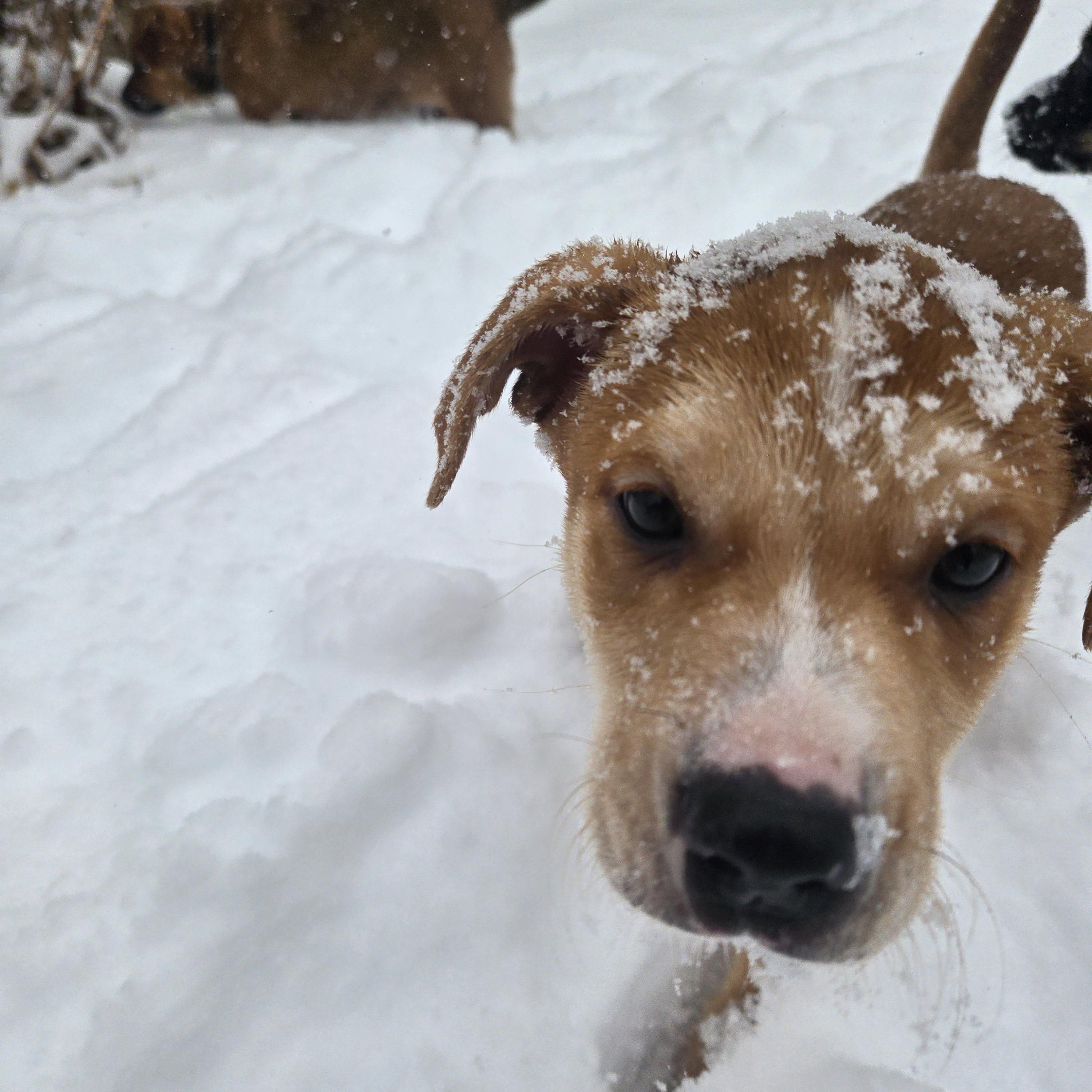 Gunther , an adoption pending mixed breed in Sioux Falls, SD image 2/5