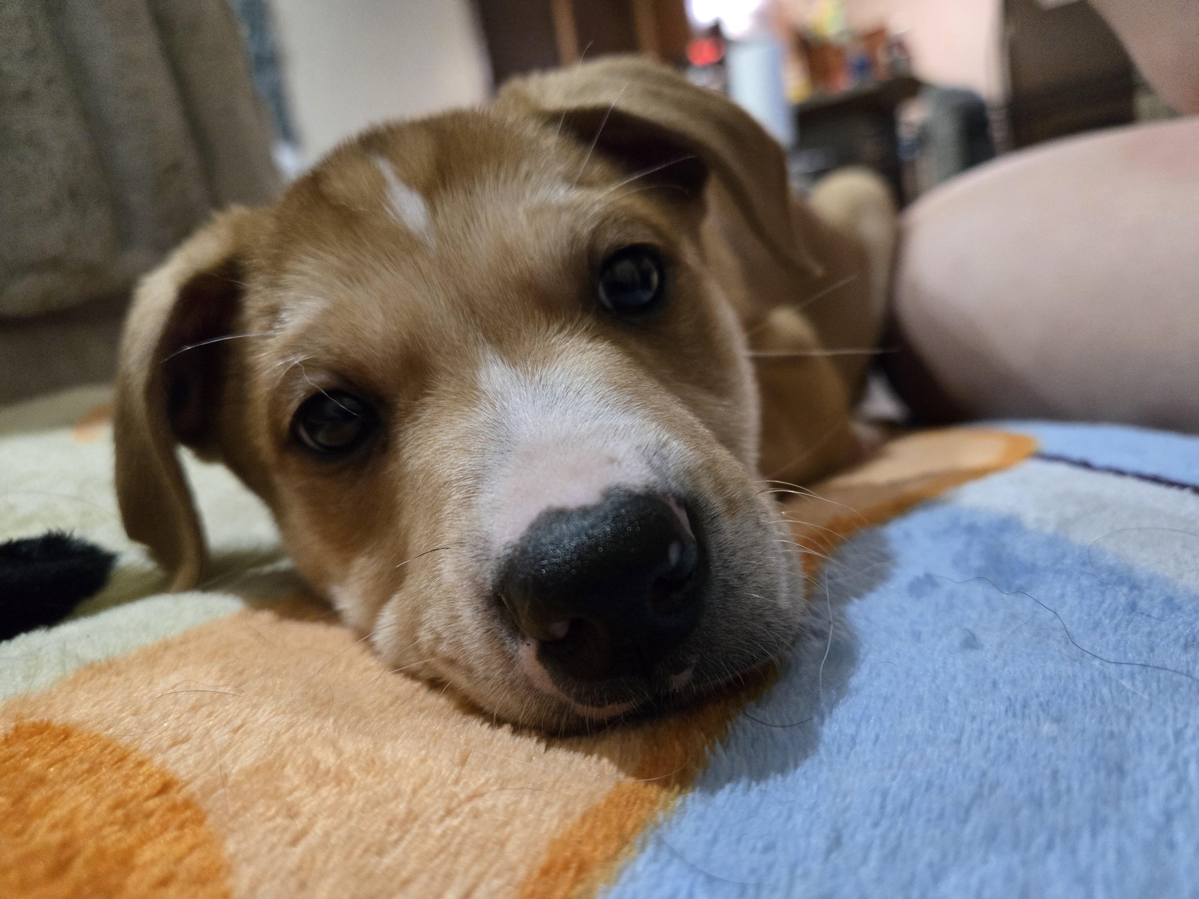 Gunther , an adoption pending mixed breed in Sioux Falls, SD image 3/5
